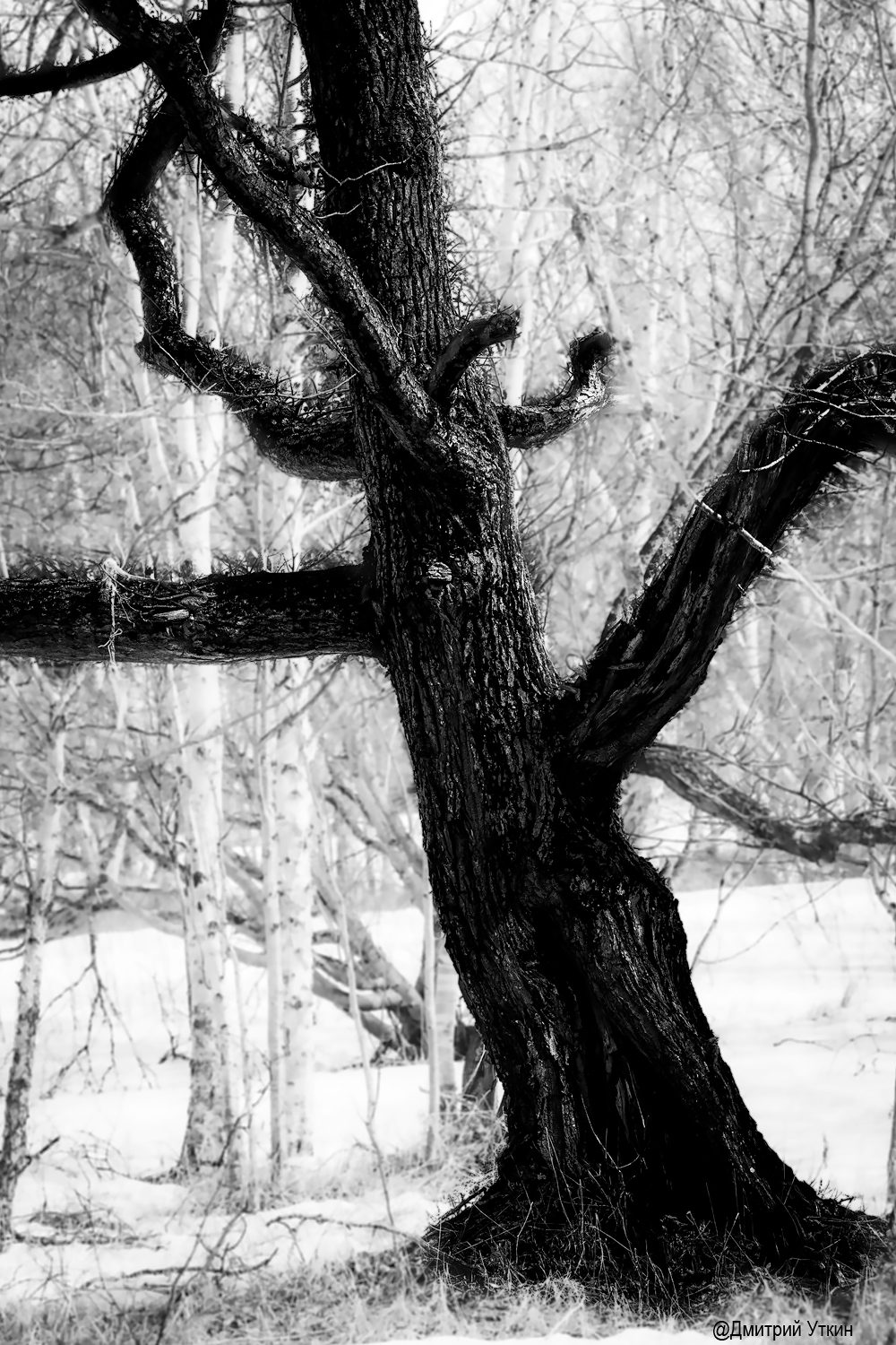 дерево, весна, Дмитрий Уткин
