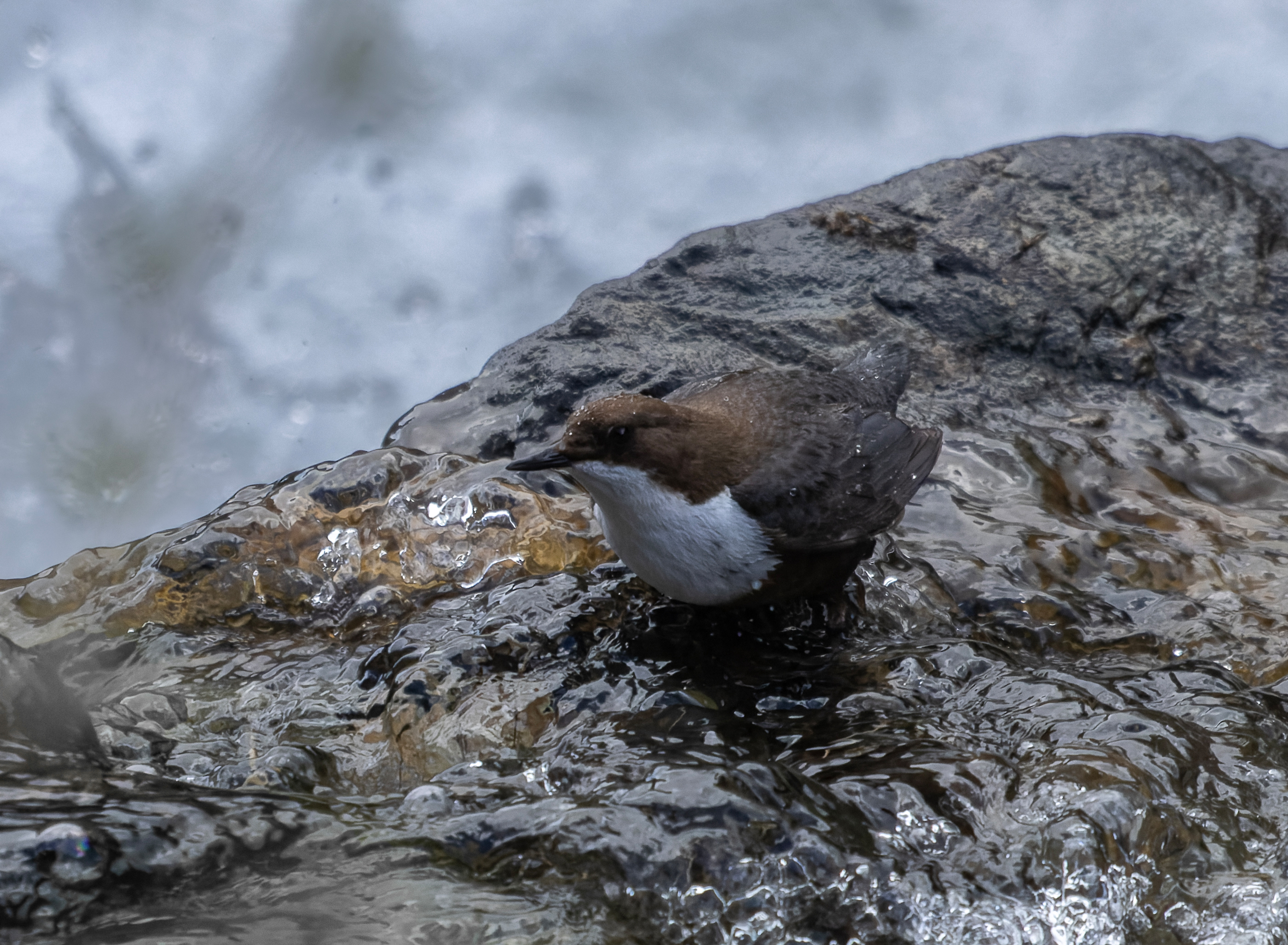 птица ручей оляпка камень вода брызги, Светлана Холодняк