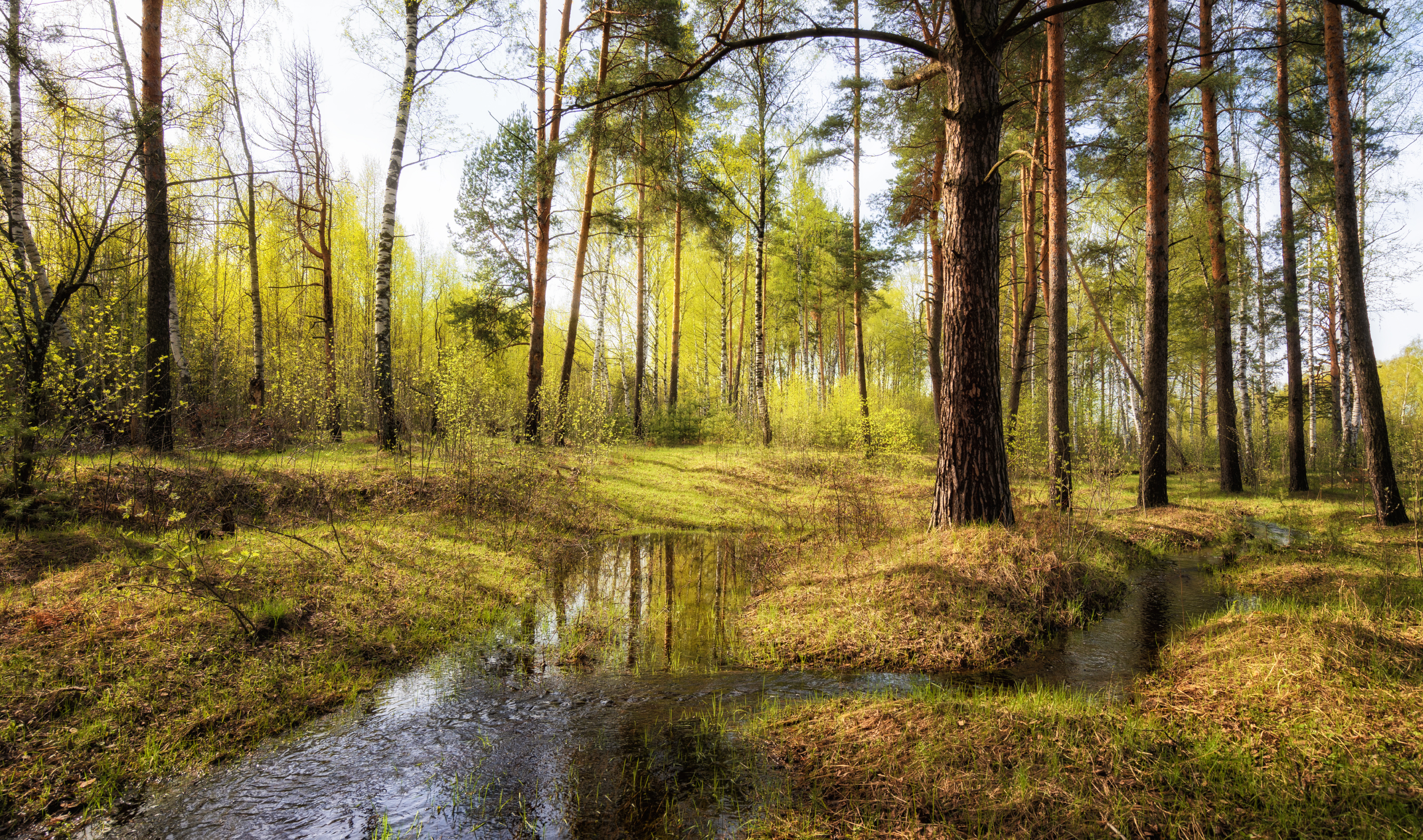 весна лес, Колесов Андрей