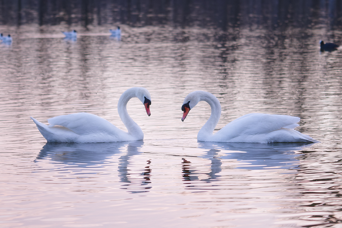 лебеди, любовь, птицы, после заката, swans, love, birds, after sunset, Хилько Марина