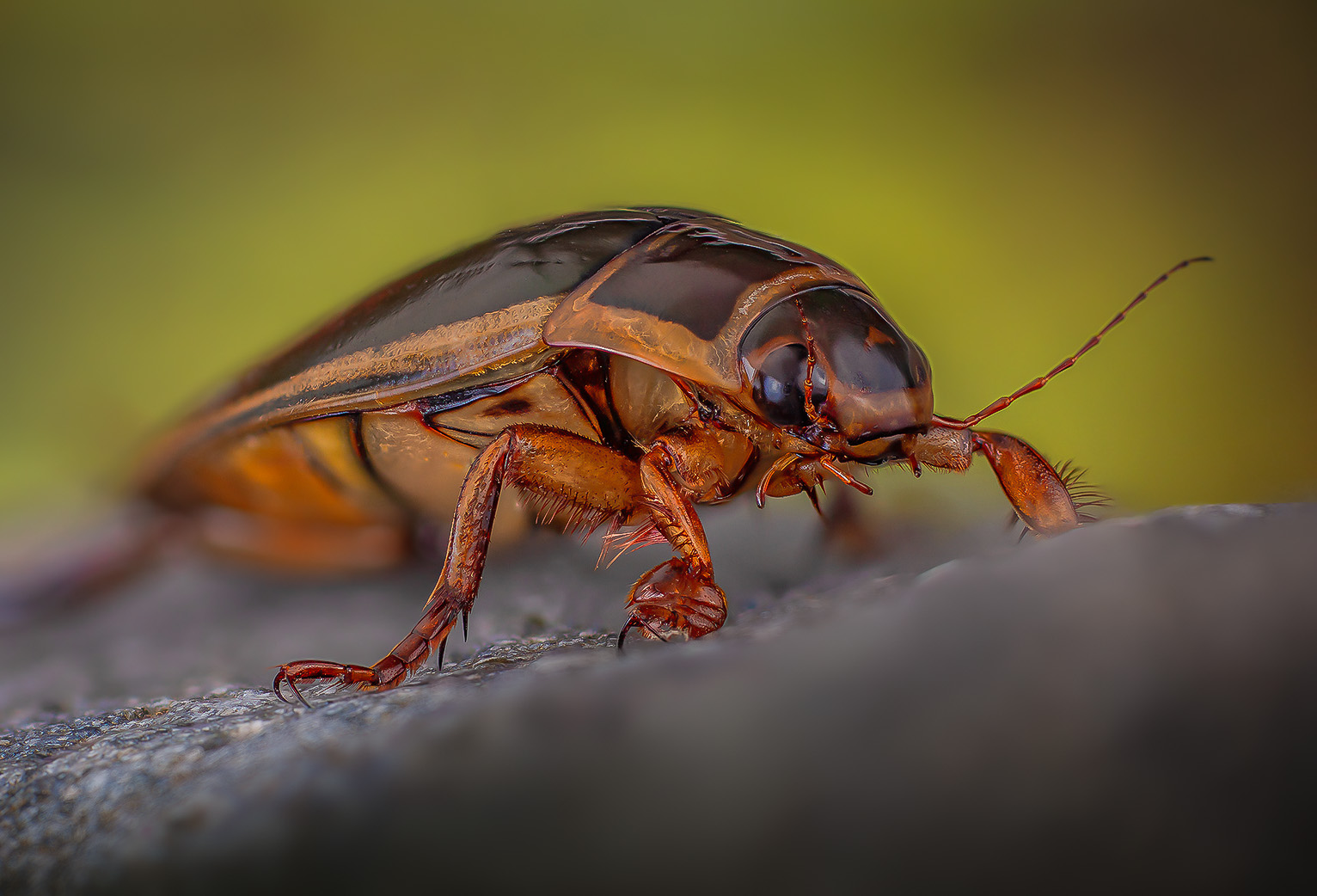 dytiscus circumcinctus, Kavaliauskas Eugenijus