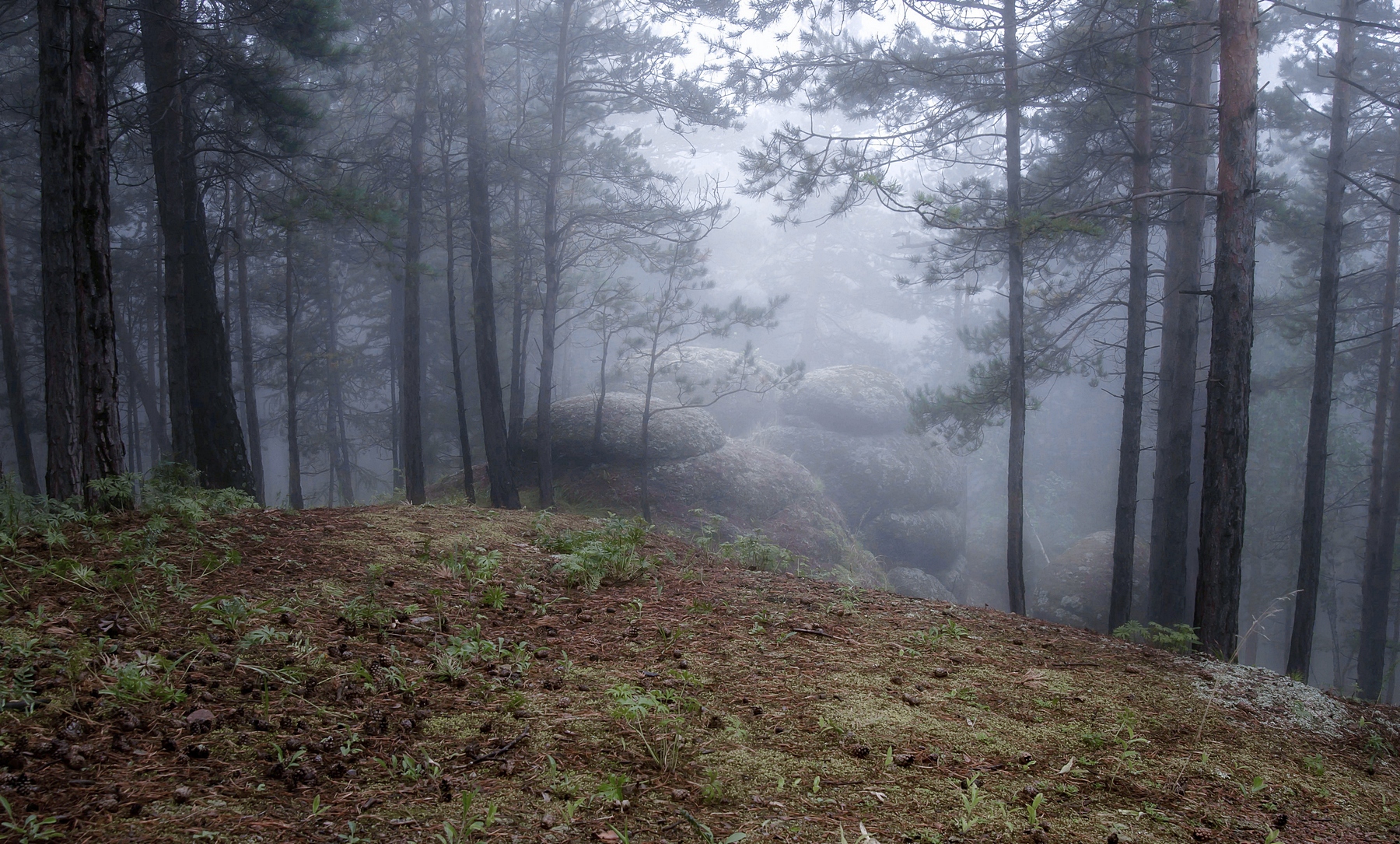 сибирь, скальный массив воробьи, заповедник столбы, восточный вход, утро, густой туман, Фомина Марина