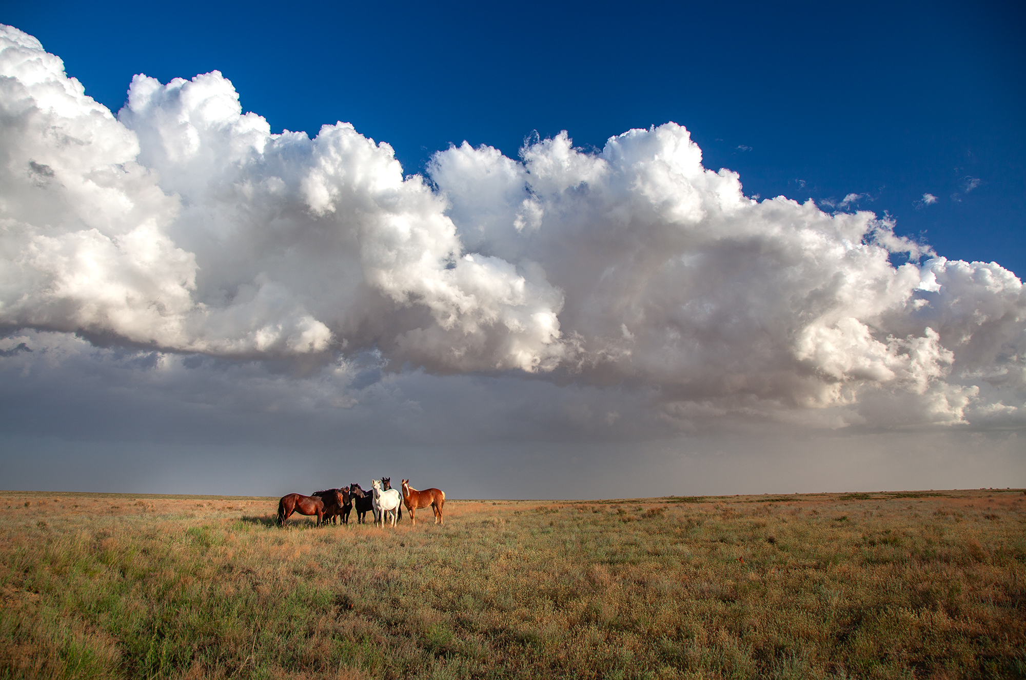 казахстан, степь, лошади, облака, Andrey Shishkalov
