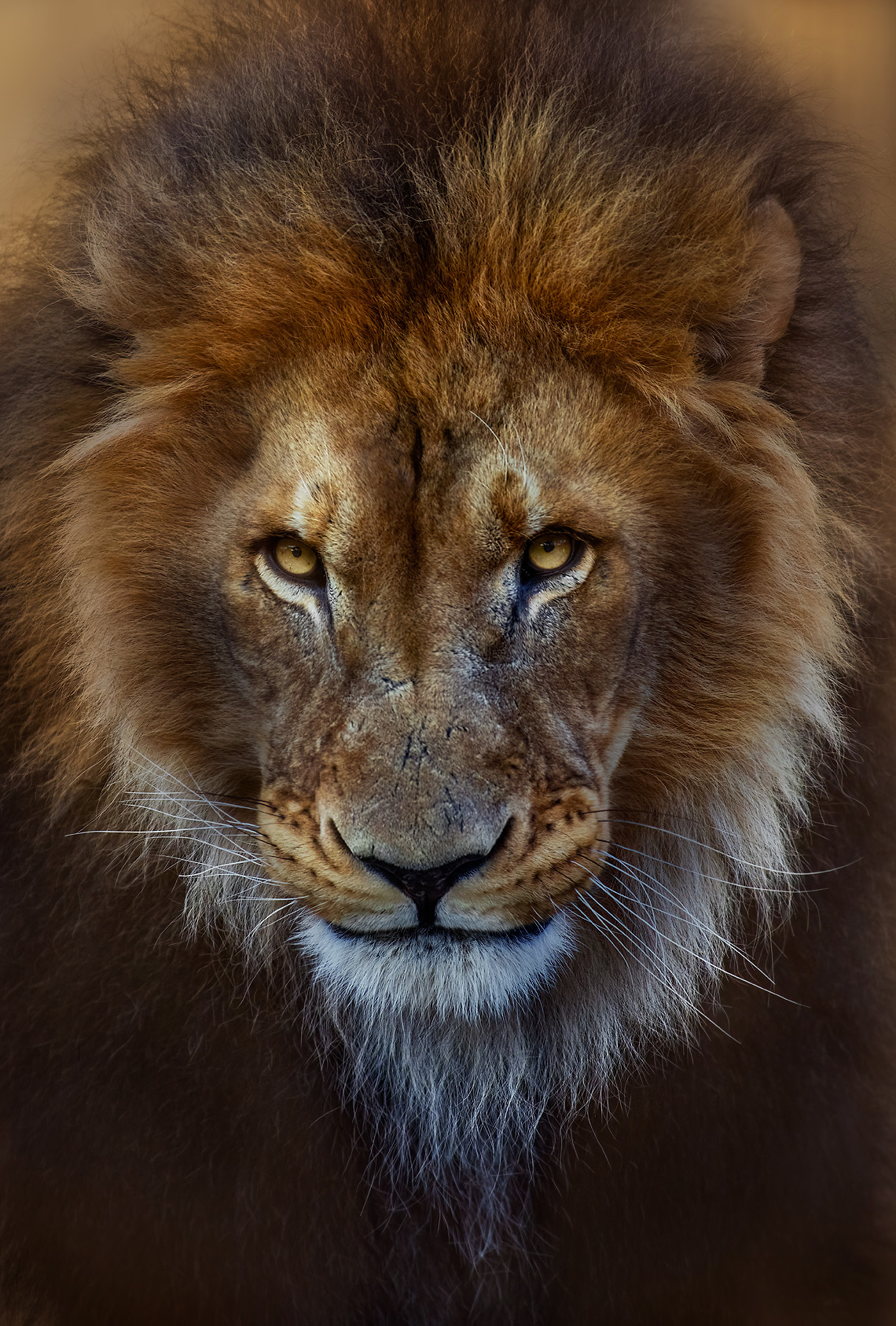 lion, Gubski Alexander