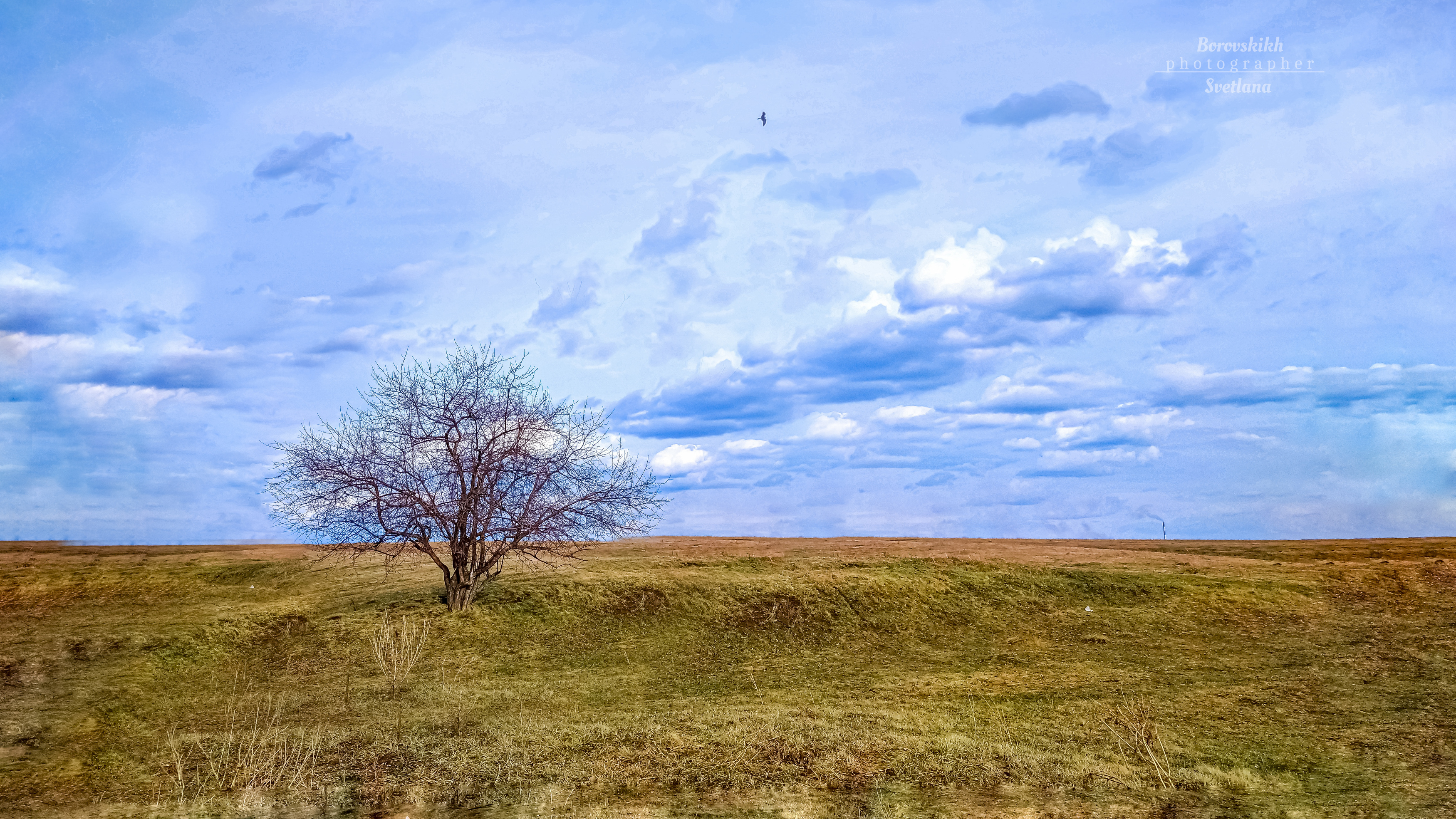 пейзаж, природа, весна, дерево, холм, фото на телефон, Светлана Боровских