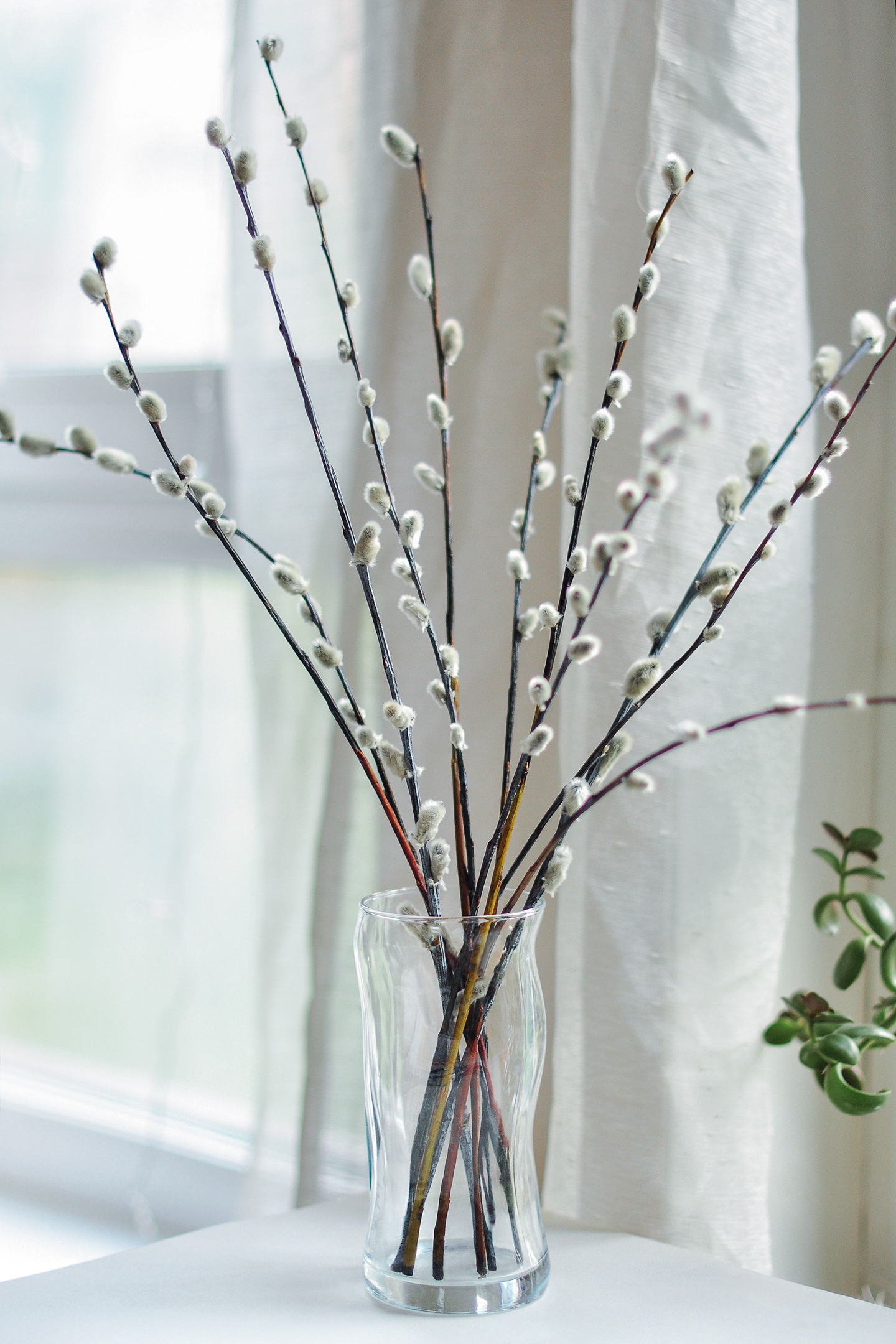 stilllife, plants, trees, spring, home,  Kerry Moore