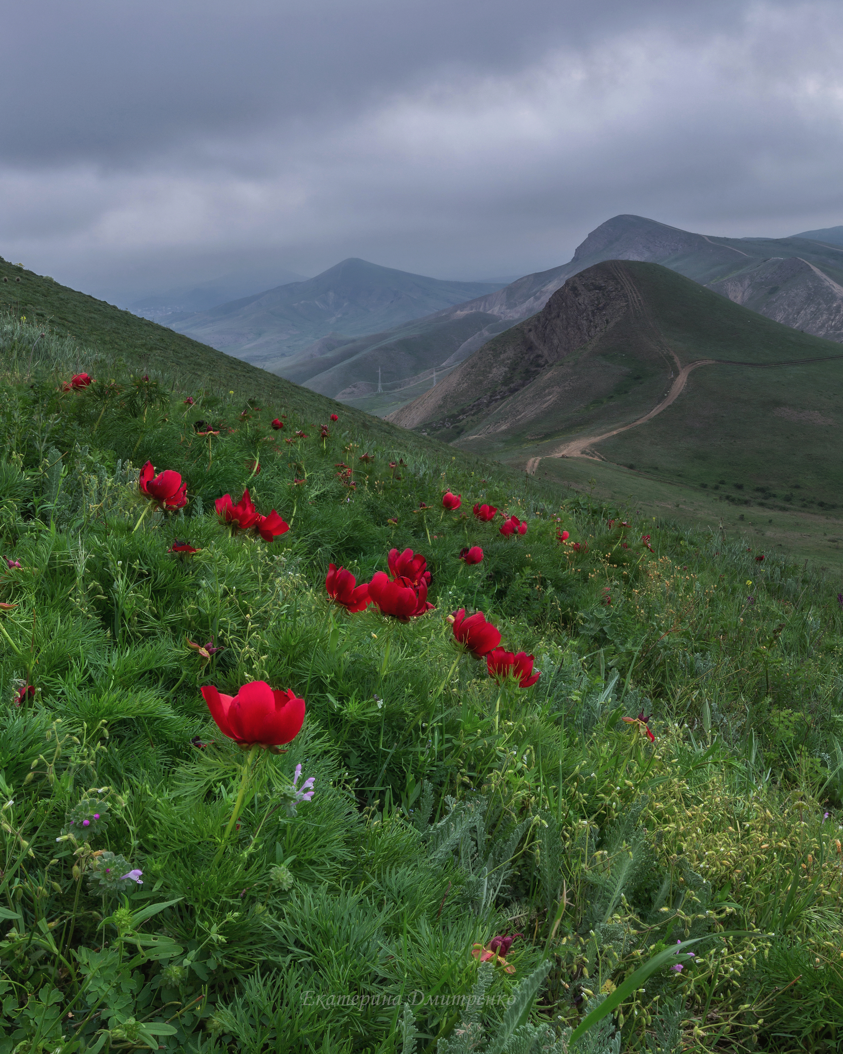 крым, горы, весна, пионы, коктебель, джан-кутаран, пейзаж, Дмитренко Екатерина