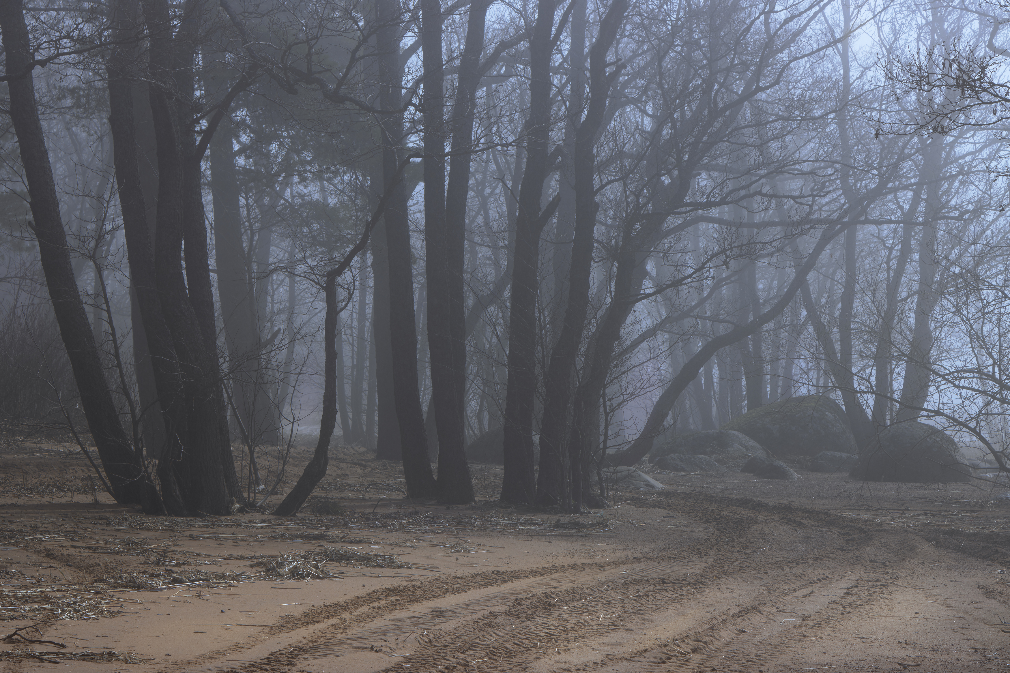 туман берег лес деревья дорога, Светлана Холодняк