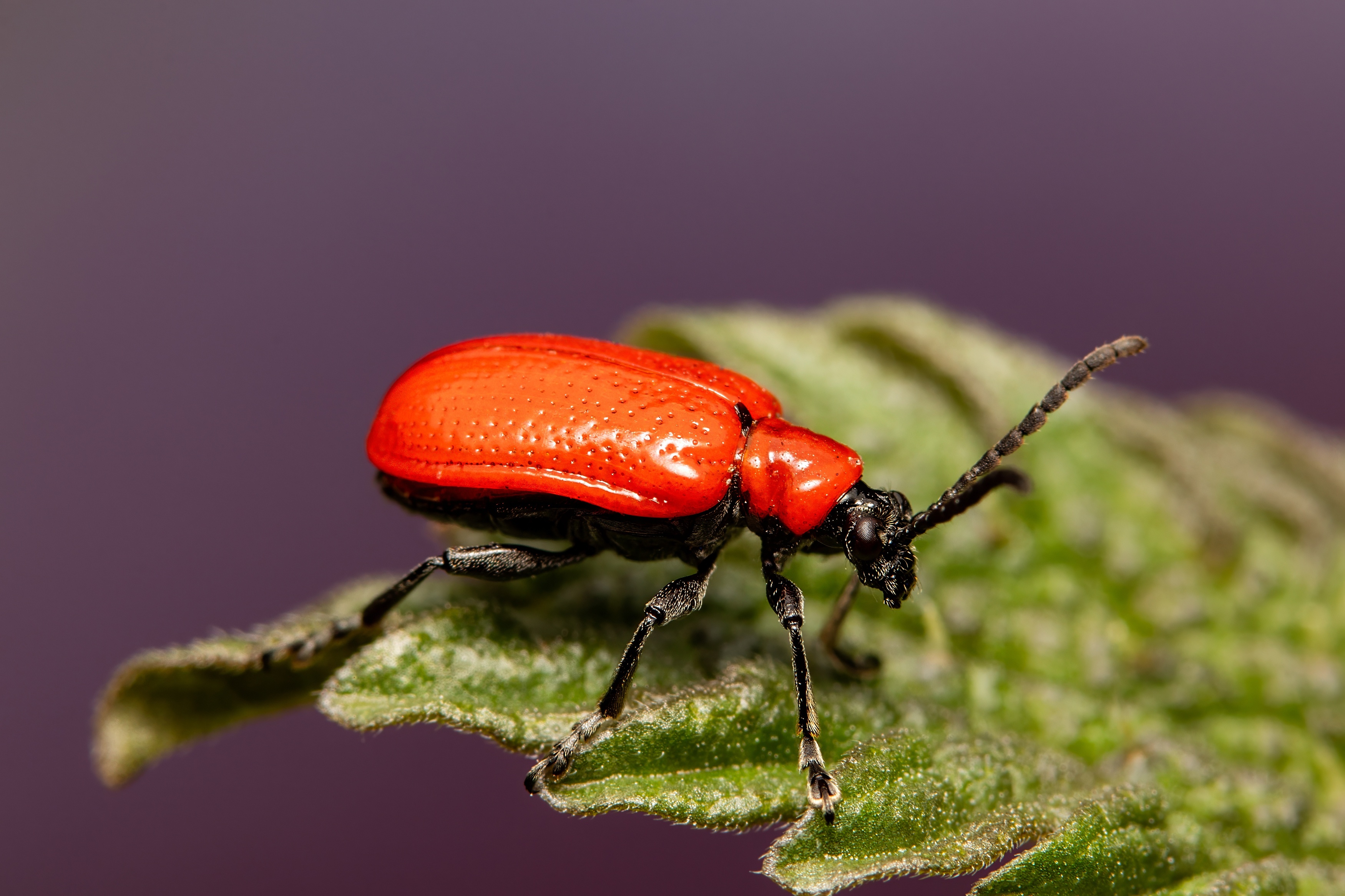 coleoptera, beetle, pest, insect_lovers, enthomology, nature,,  Stephane