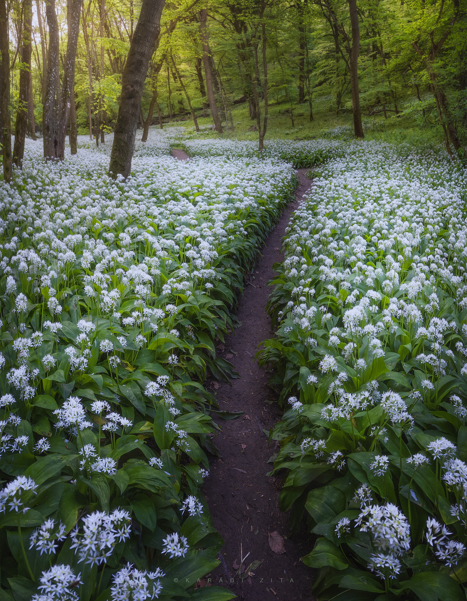 hungary garlic forest path trees flowers , Karádi Zita