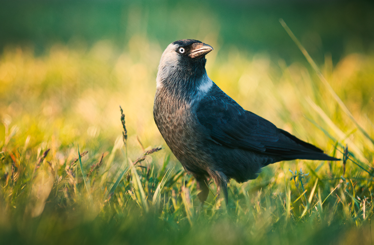 wildlife, nature, bird, Wojciech Grzanka