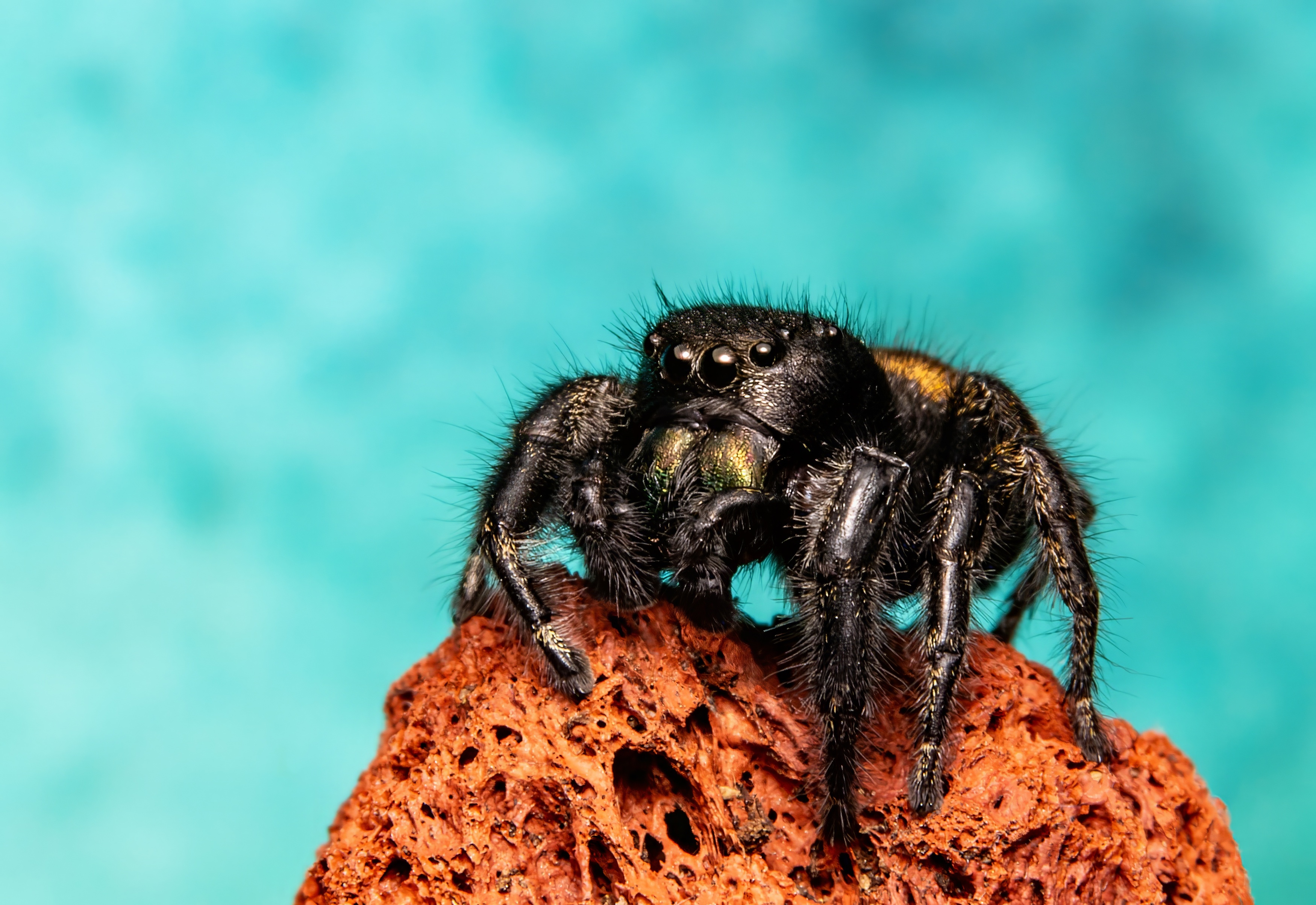 spider, jumping_spider, nature, arachnid, arachnology, spider_lovers,  Stephane