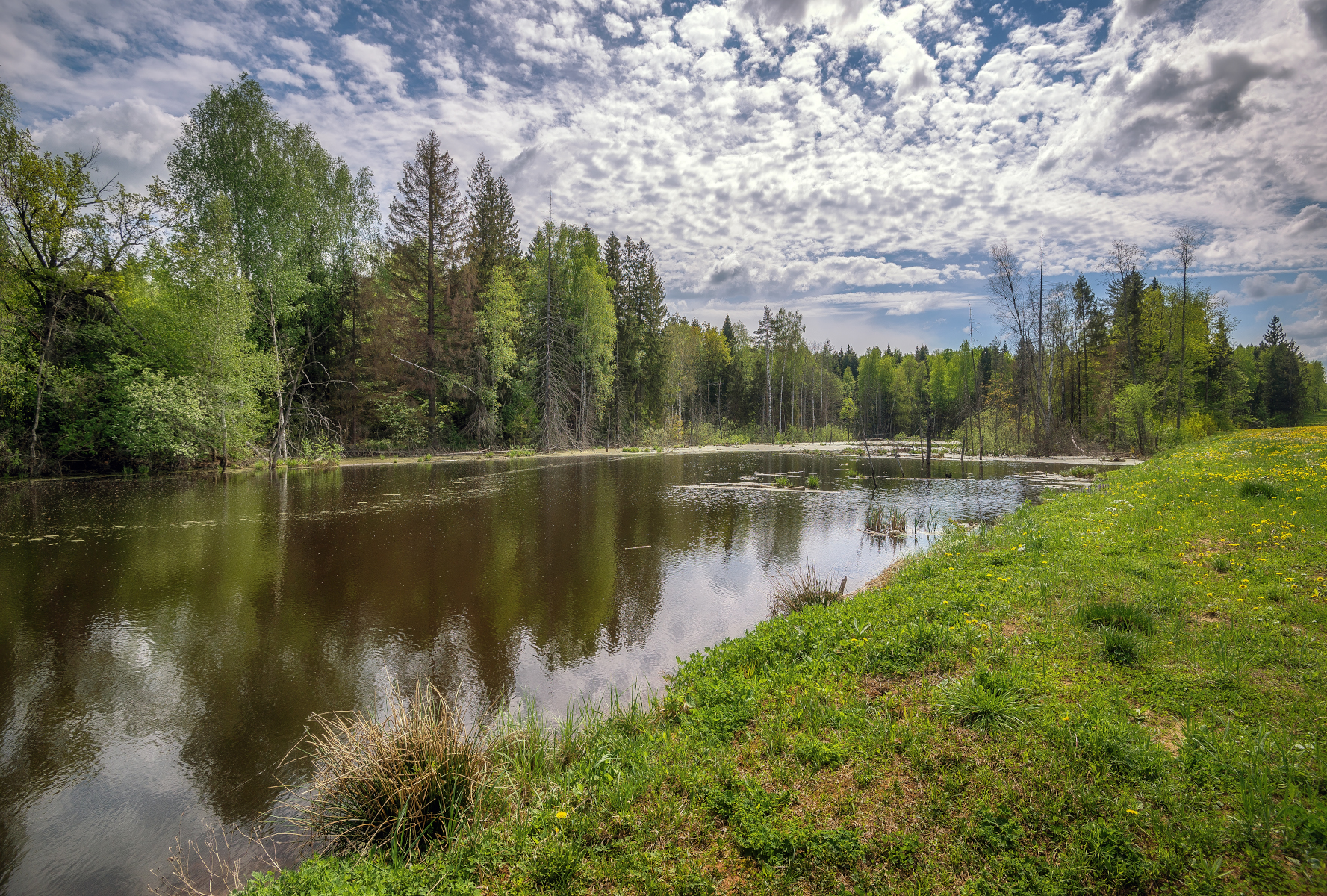 весна, озеро, лес, Сергей Аникин