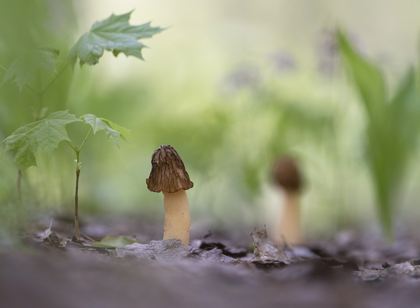 гриб, природа, весна, лес, Андрей Киселёв