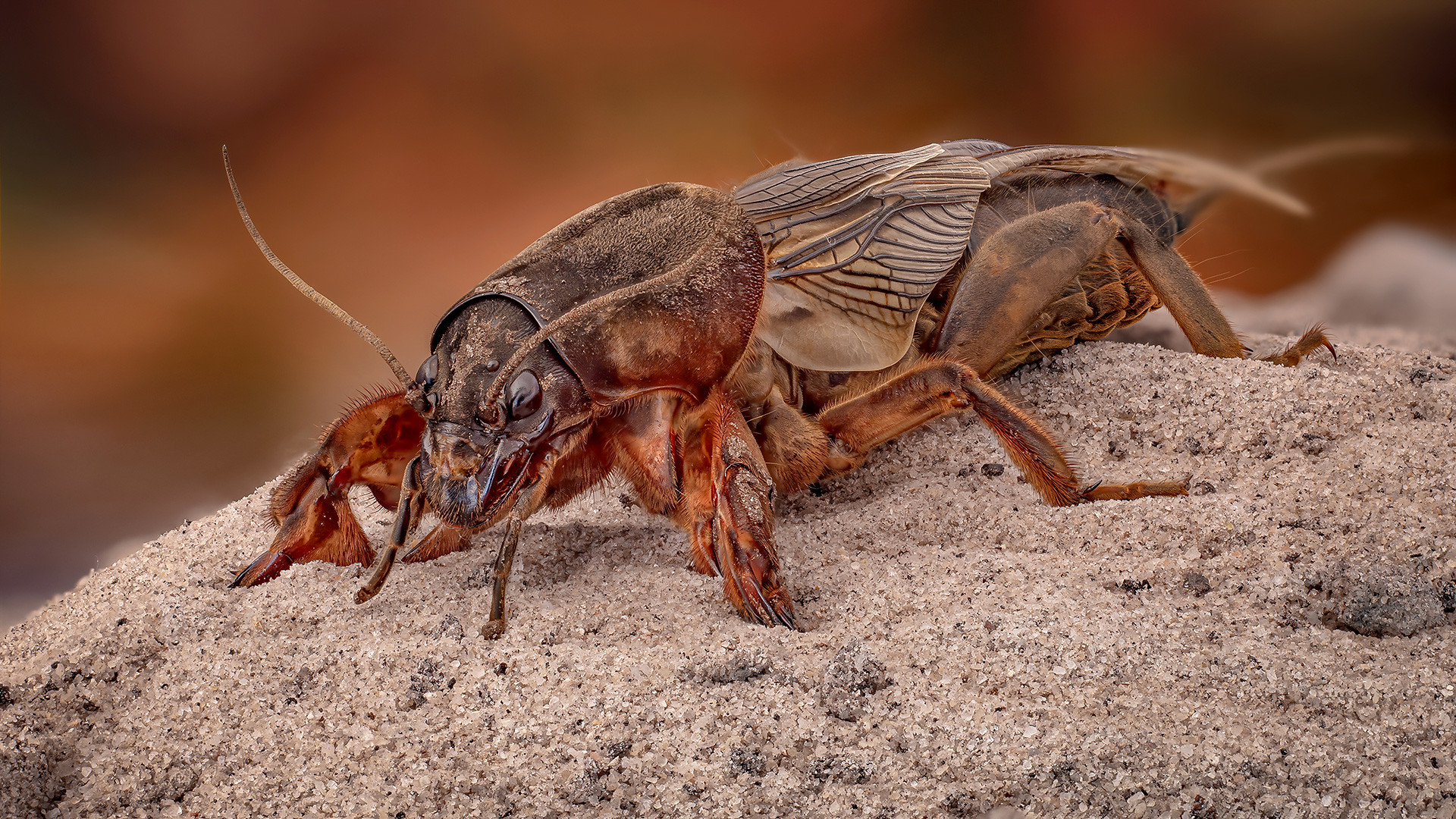 gryllotalpa gryllotalpa, Kavaliauskas Eugenijus