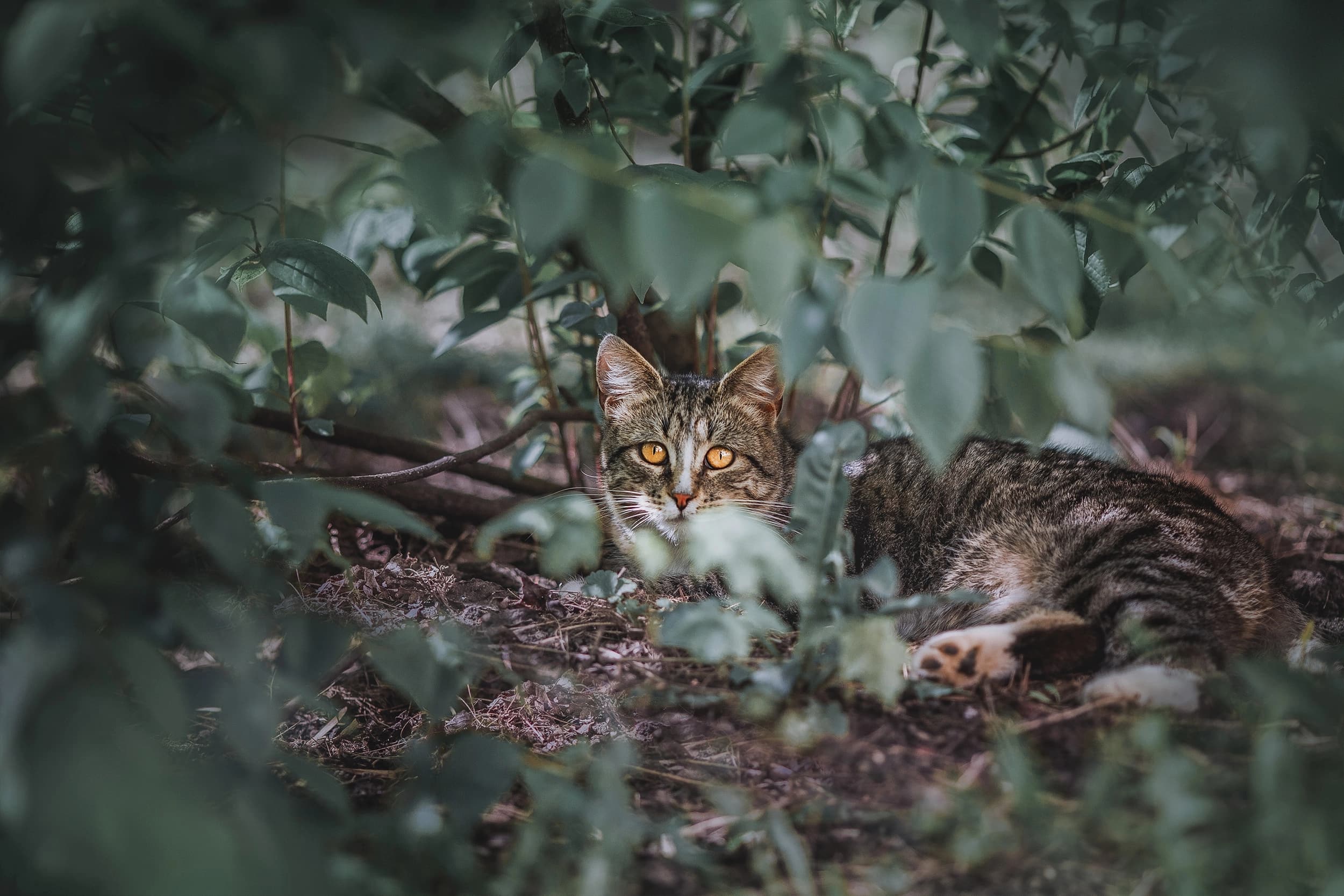 кот, кошка, Наталия Матвеева