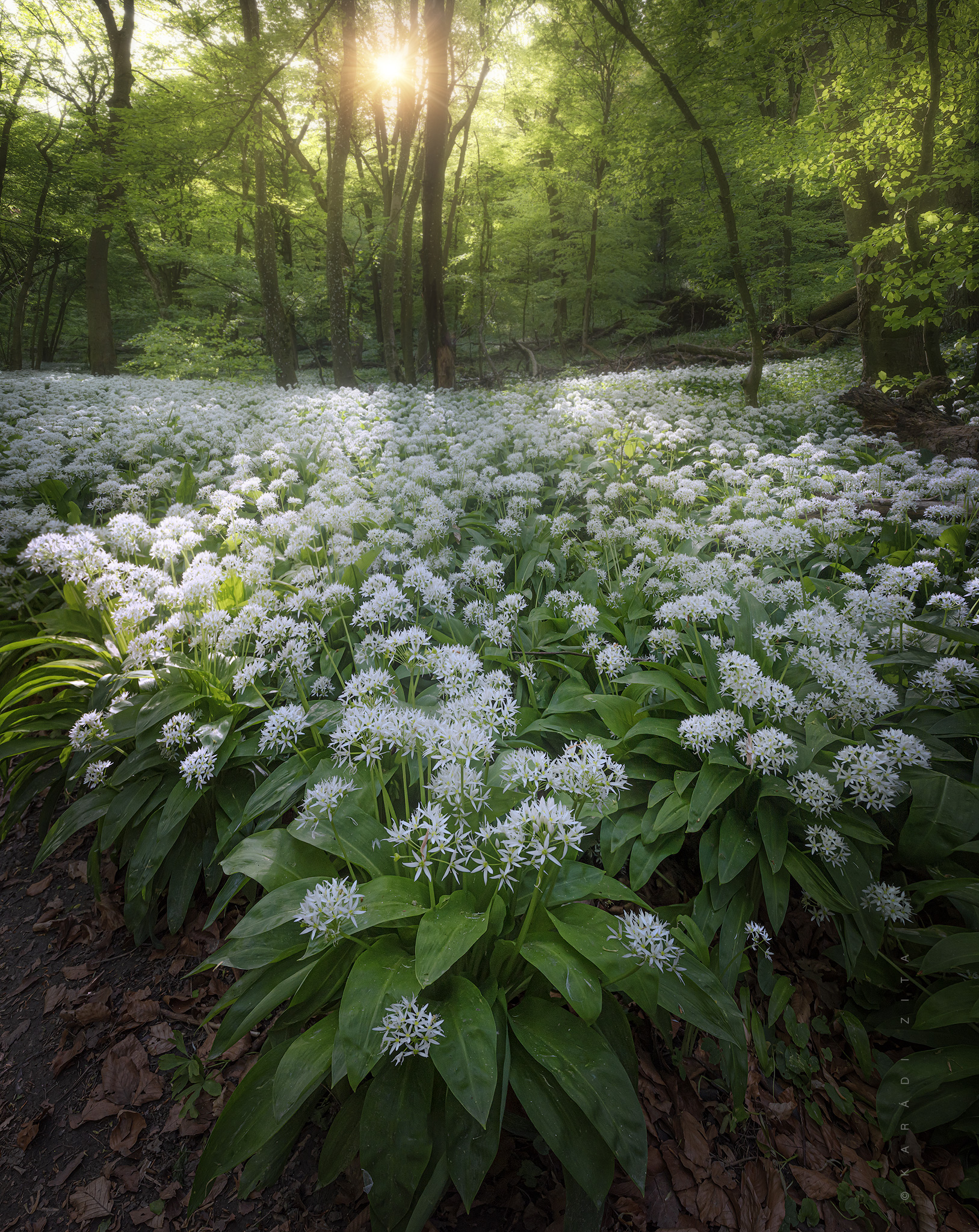 hungary, forest, lights, landscape, green, garlic, flowers, Karádi Zita