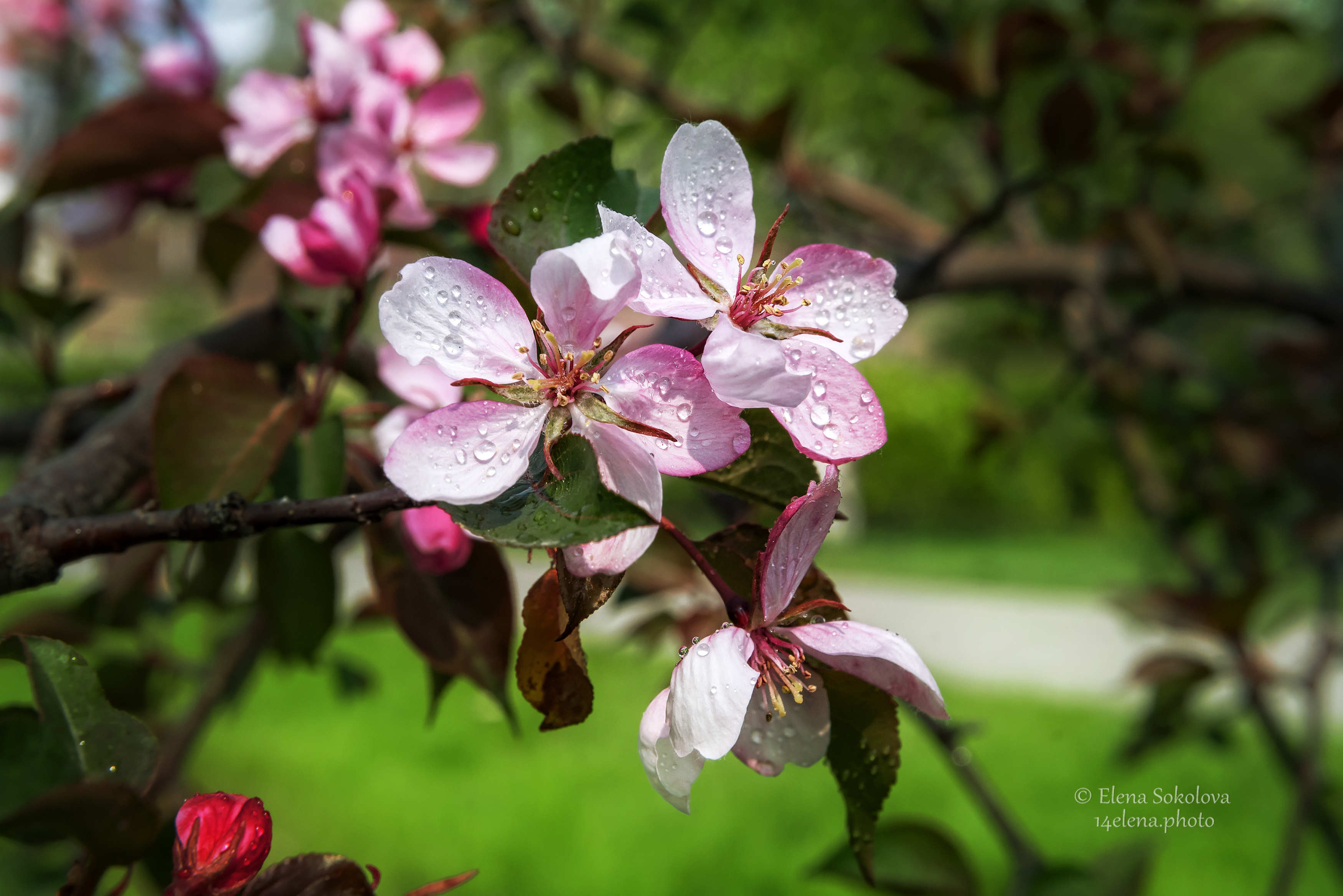 макро, яблоня, цветение, цветы, розовый, май, весна, сад, Соколова Елена