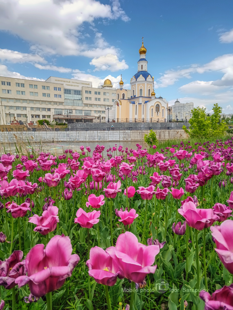 стрит фото, храм, цветы, тюльпаны,  мобильная фотография, красота, весна, везёлка, белгород, бгту, tecno, мобильная фотография,  городской пейзаж,  городское фото,  архитектура, mobilography,, Сарапулов Игорь