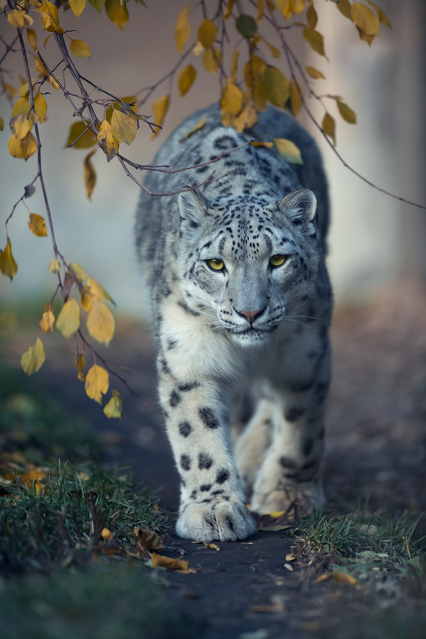 wild cat, snow leopard, animal,, Gubski Alexander
