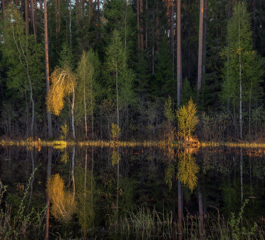 апрель лес река отражение суходол вечер, Алексеев Дмитрий