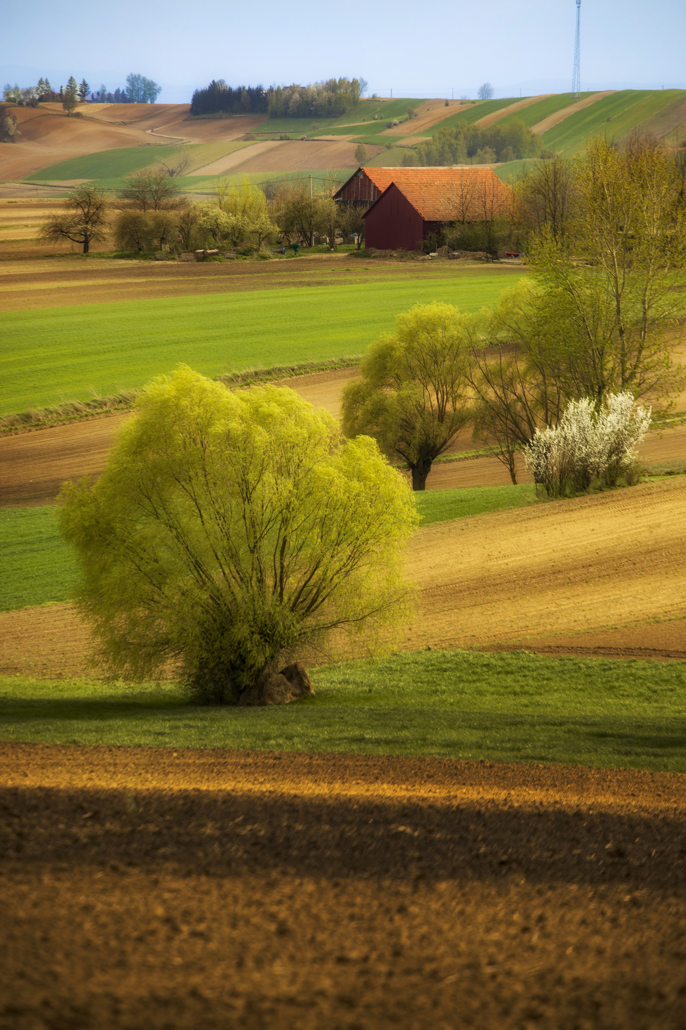 Rural, Agricultural, Field ,Tree, Nature, Agriculture, Farm, Day, Landscape, Willow, Poland, Ponidzie, Damian Cyfka