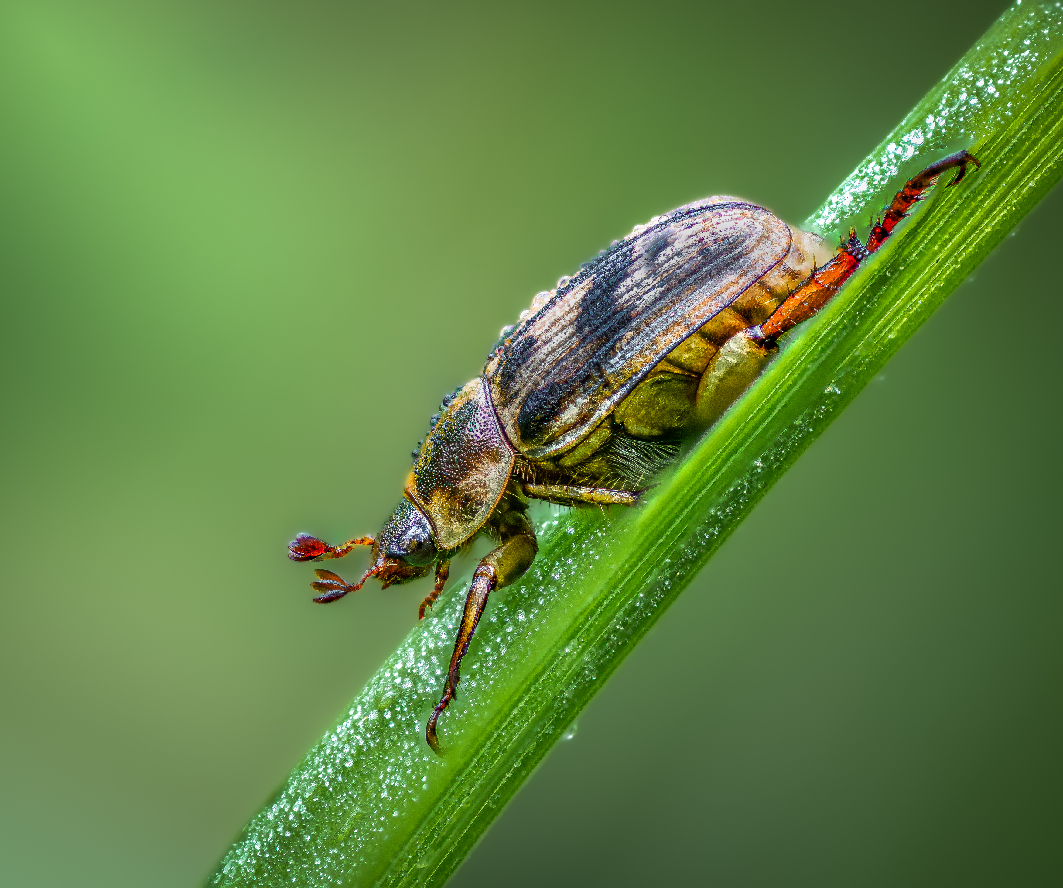 beetle, insect, fall, autumn, stink bug, macro, leaves, season, seasons, camouflage, camouflaged,, Atul Saluja