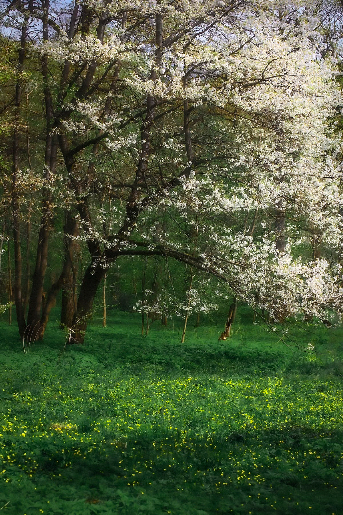 пейзаж, landscape, nature, природа, весна, spring, forest, лес, цветы, flowers, Julia Kaissa