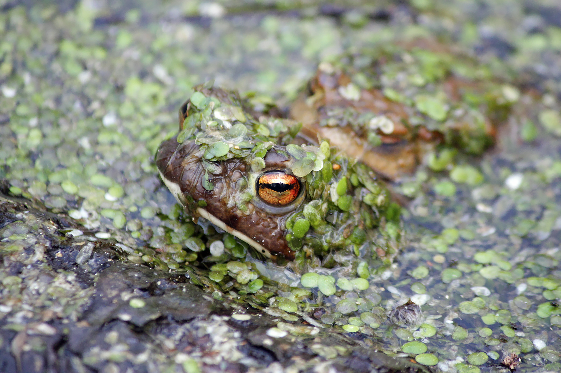 обыкновенная жаба, серая жаба, коровница, bufo bufo, КарОл