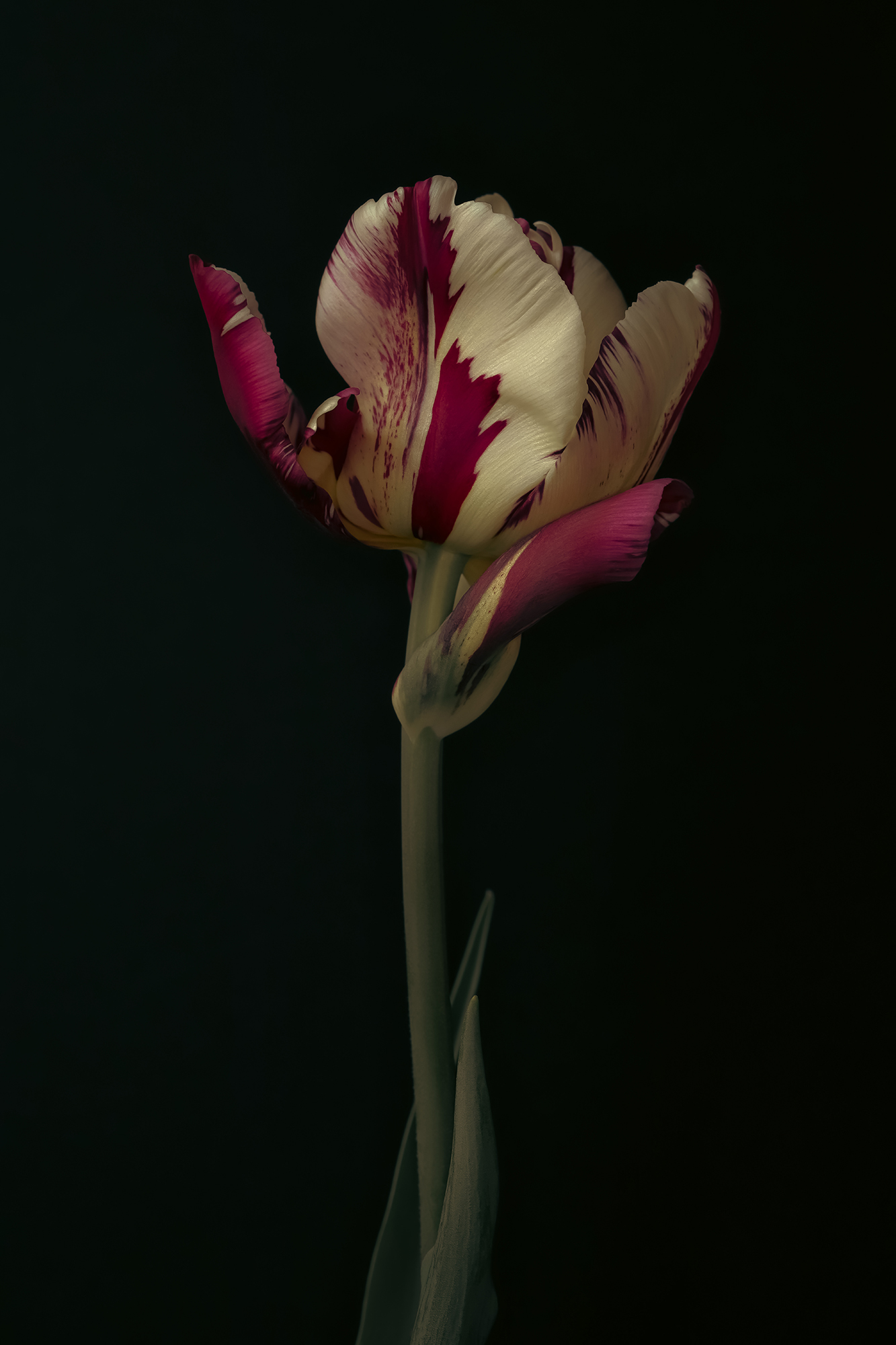 тюльпан, цветок, цветы, flower, tulip, Eirene G