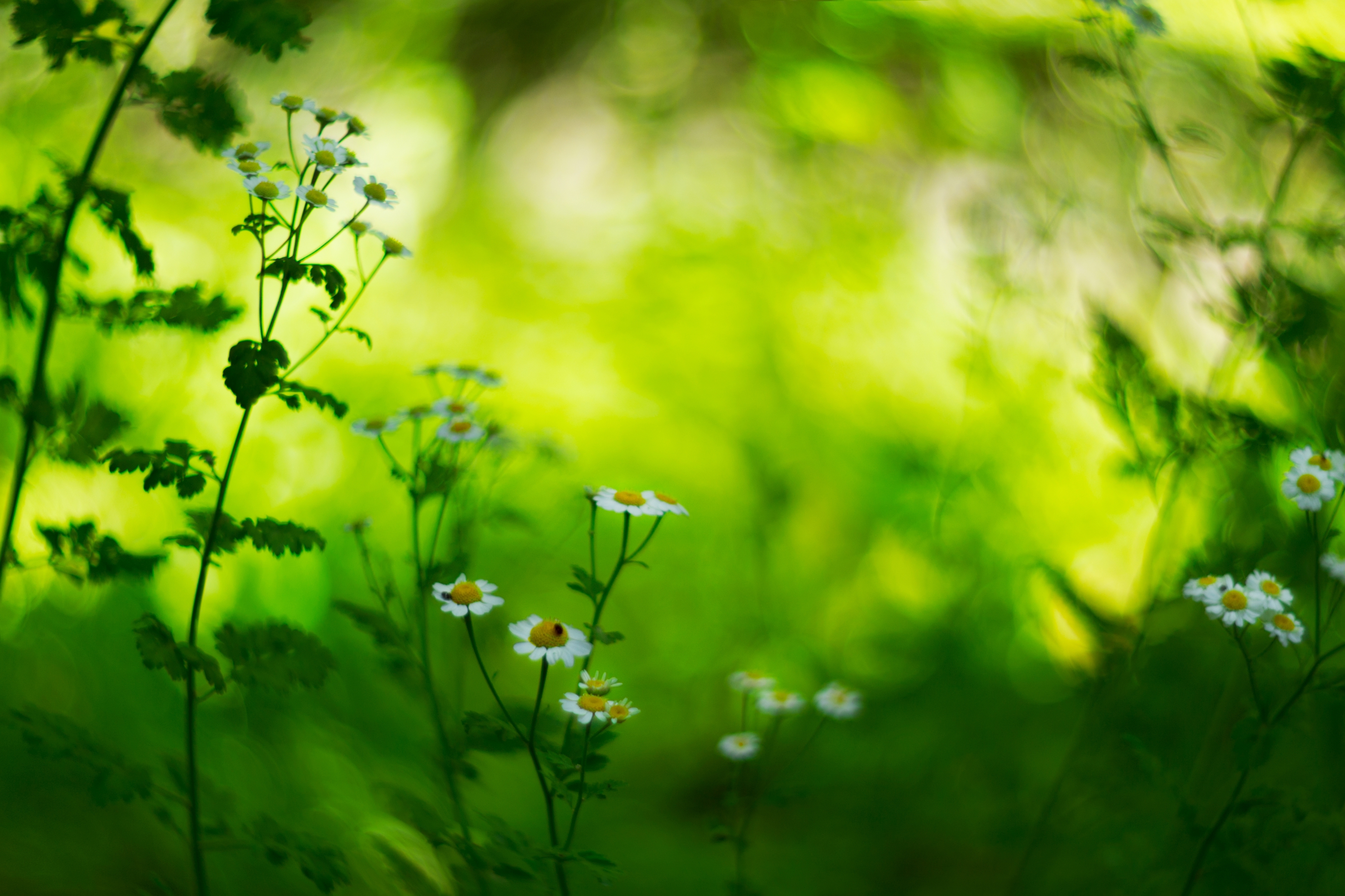 flowers,green,white,light,bokeh,nature,, Алексиев Борислав
