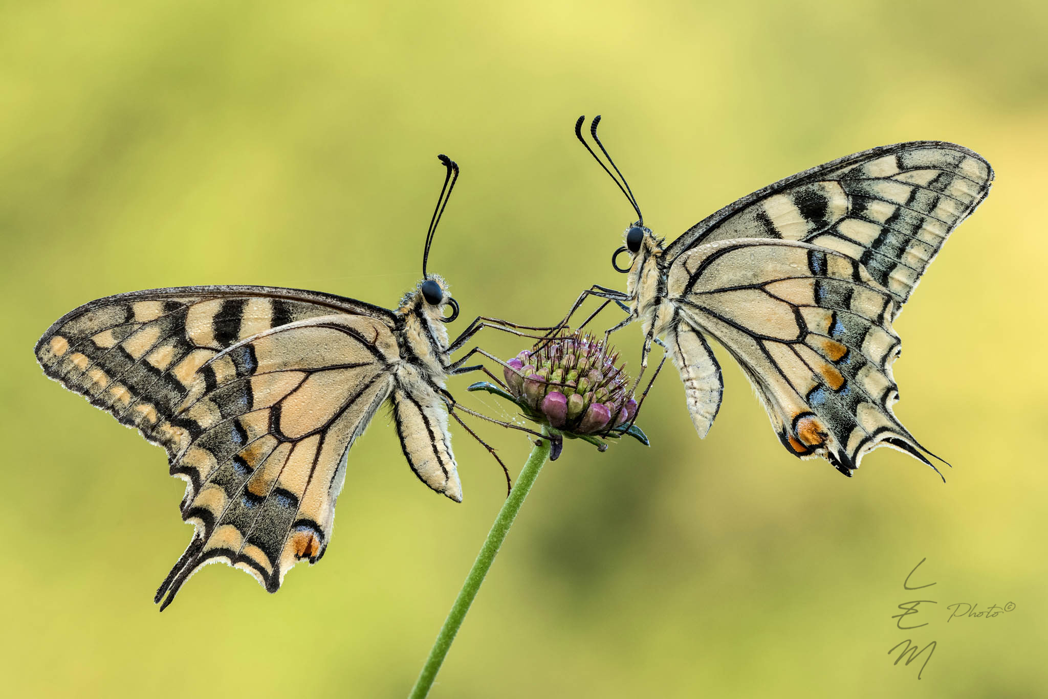 butterfly, couple, double, twins, papilip. machaon, Enrico Luzi