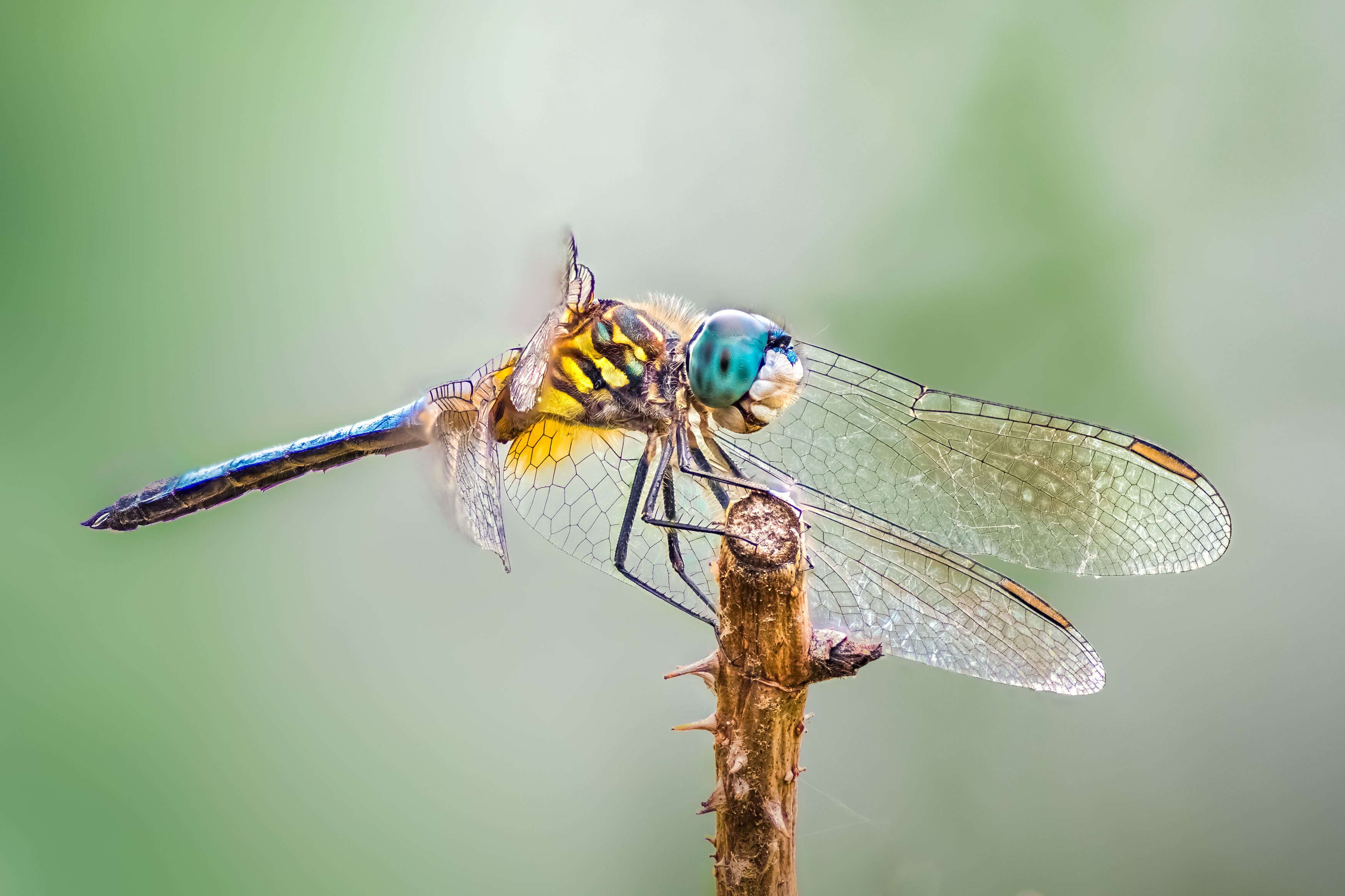 damselfly, dragonfly, insect, grass, sunset, dusk, evening, bug, macro, blade, grassland,, Atul Saluja