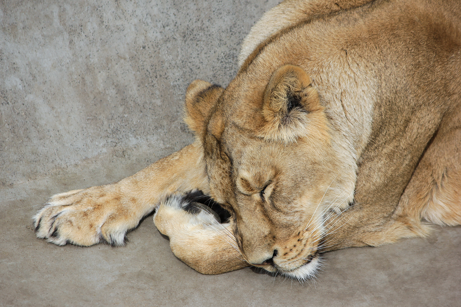 лев, львица, panthera leo, КарОл