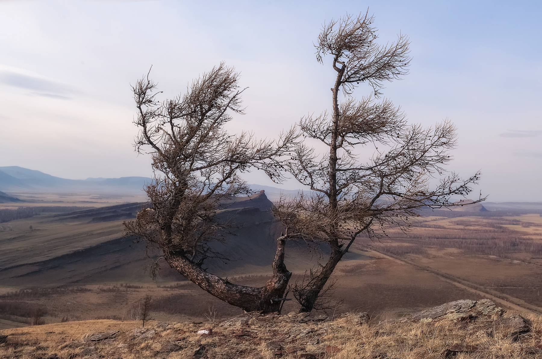 хакасия, весна, сопки, отложения, сундуки, лиственница, енисейская сибирь, Фомина Марина