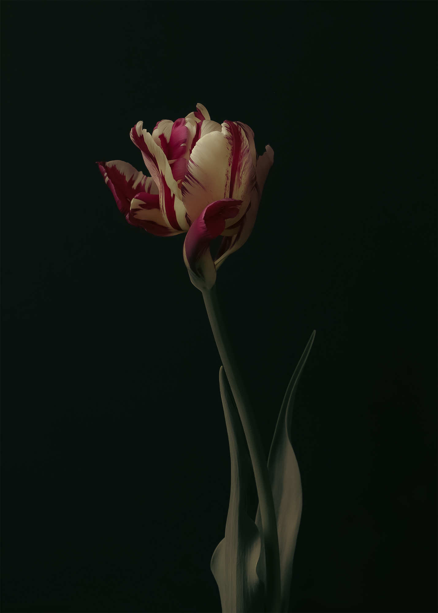 тюльпан, натюрморт, цветы, flower, tulip, Eirene G