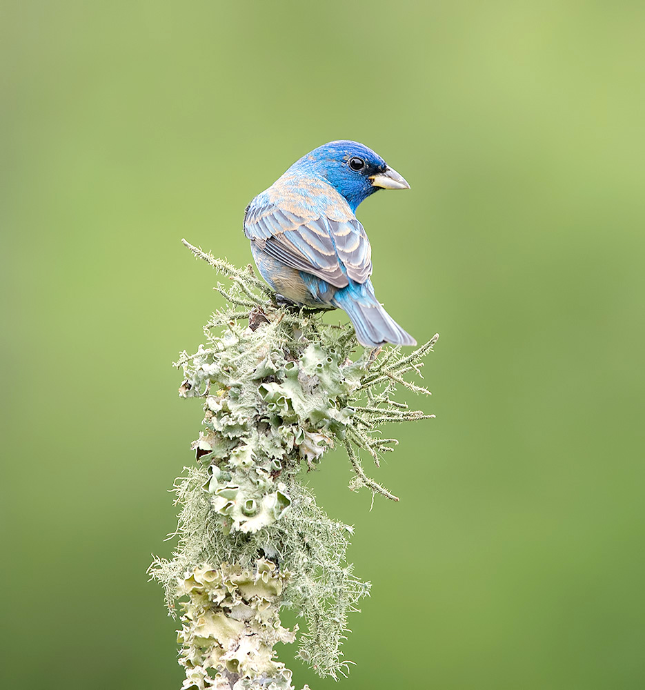 индиговый овсянковый кардинал, indigo bunting, кардинал, весна, Etkind Elizabeth