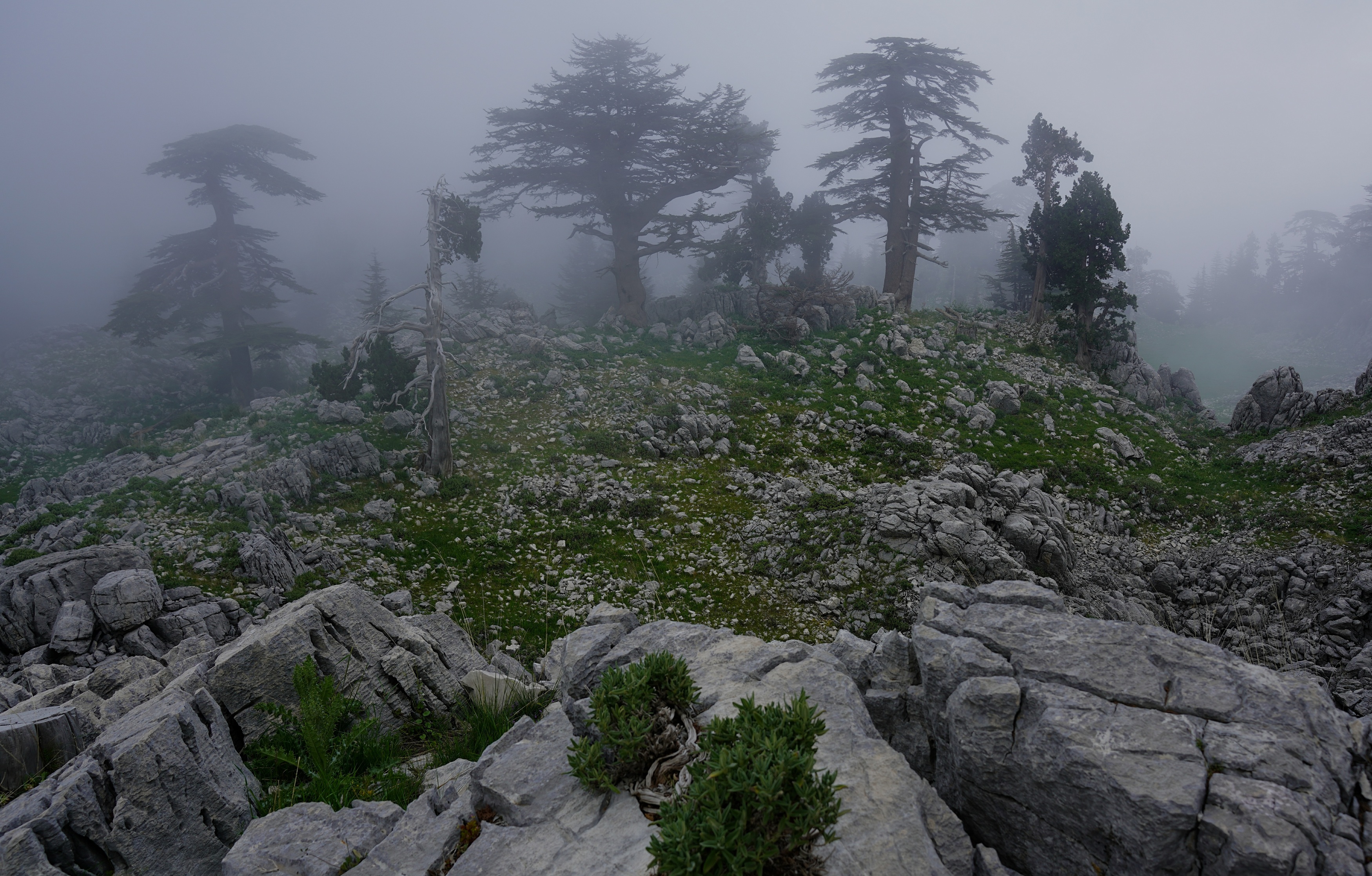 evening, fog, mysticism, evening, tree, stone, landscape,,  Сергей Андреевич