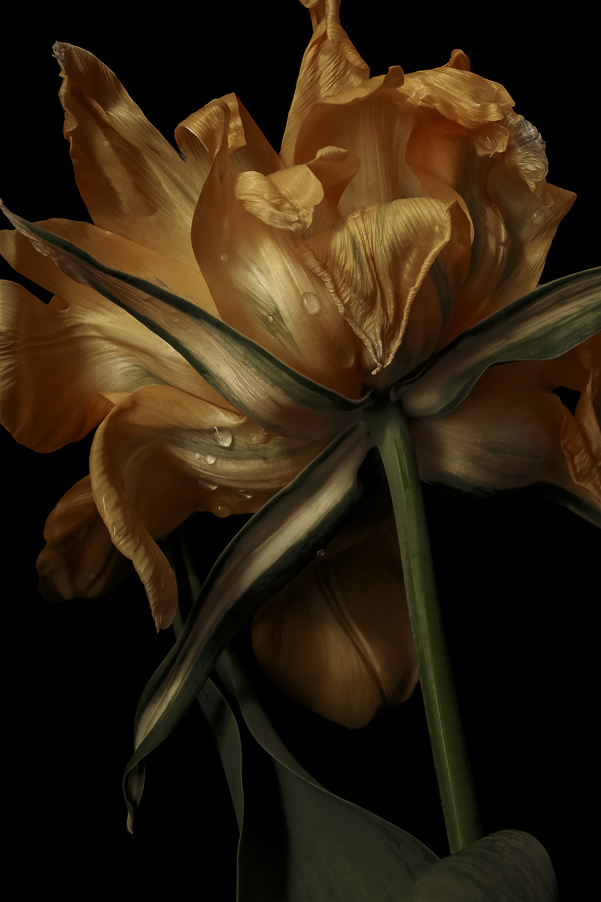 fading, tulip, moody, flower, still-life, тюльпан, цветок, цветы, Eirene G