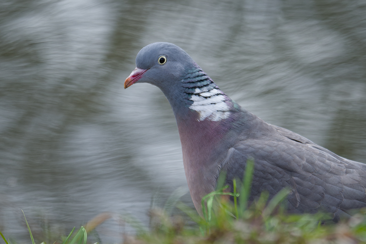 вяхирь, птица, pigeon, bird, Хилько Марина