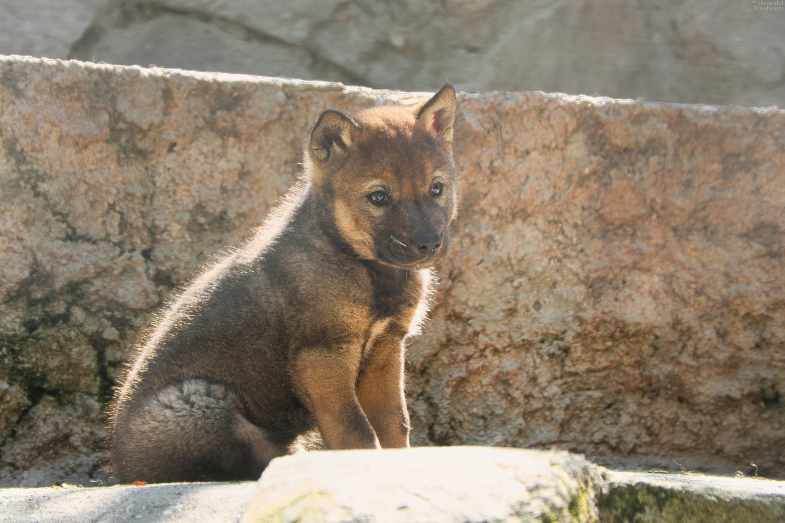 животные, млекопитающие, портрет животного, волк, псовые, animals, mammals, animal portrait, wolf, canidae, Дудников Александр