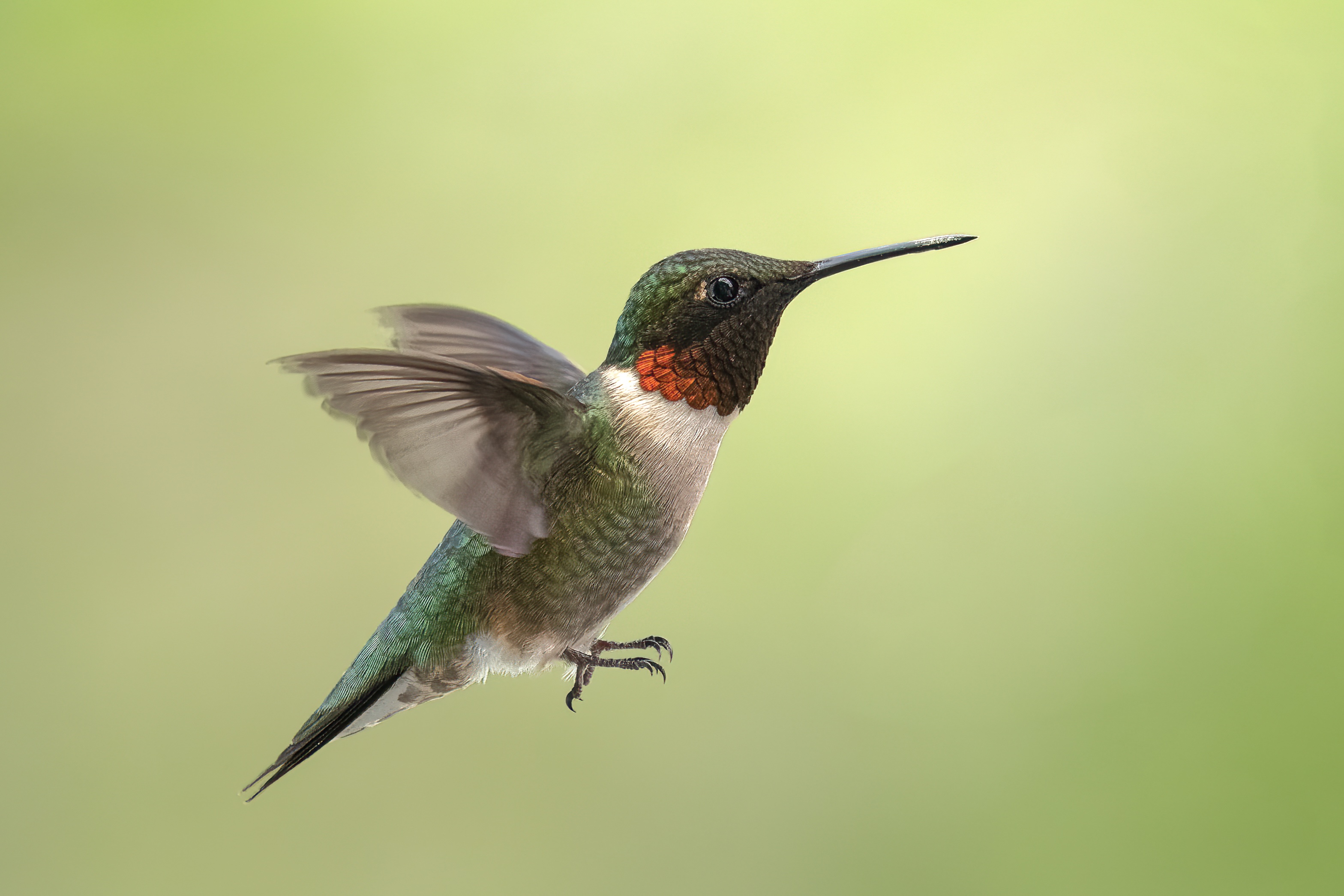 bird, humming, hummingbird, hummingbirds, hummer, rufous, nature, animals, wild, action, dynamic, Atul Saluja