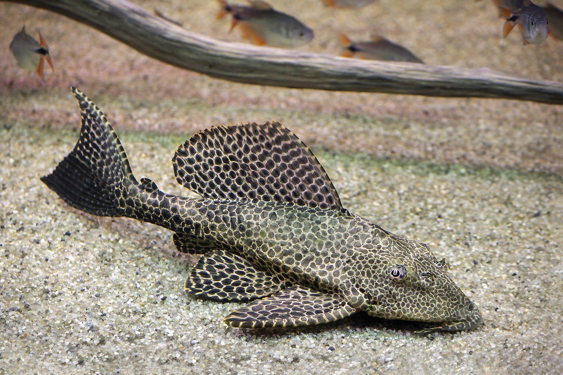 парчовый птеригоплихт, сом,  pterygoplichthys gibbiceps, КарОл