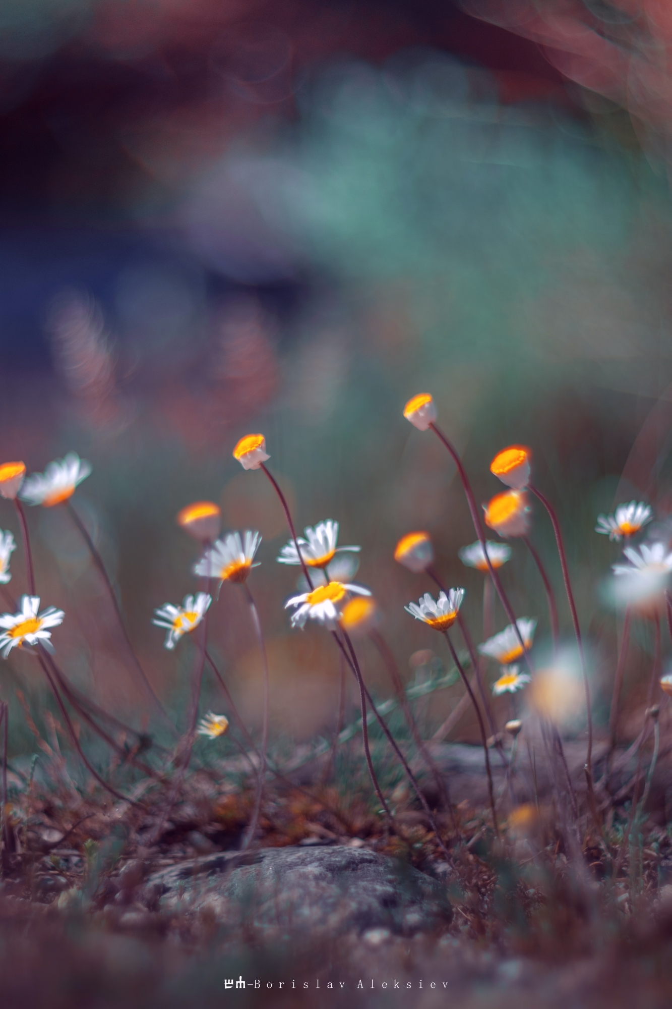 flowers,white,blue,orange,green,light,bokeh,nature,, Алексиев Борислав