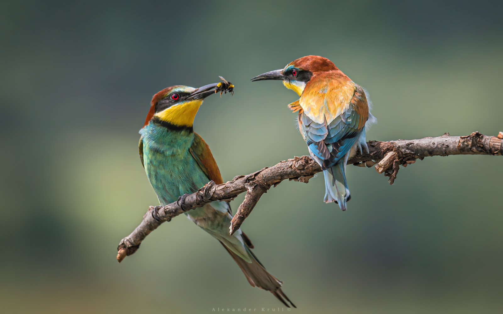 щурка, золотистая щурка, пчелоедка, merops apiaster, Круль Александр