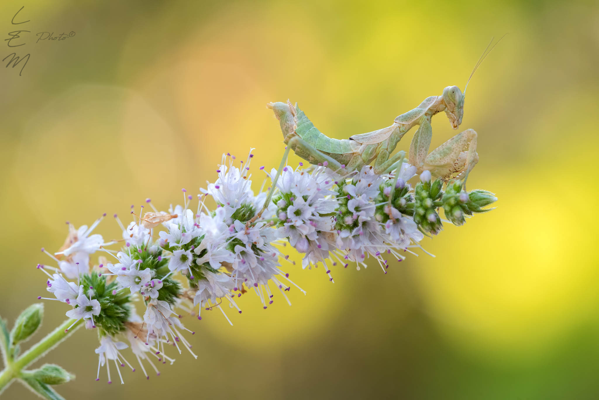 ameles, fasmatoidea, mantis, green, yellow, predator, Enrico Luzi