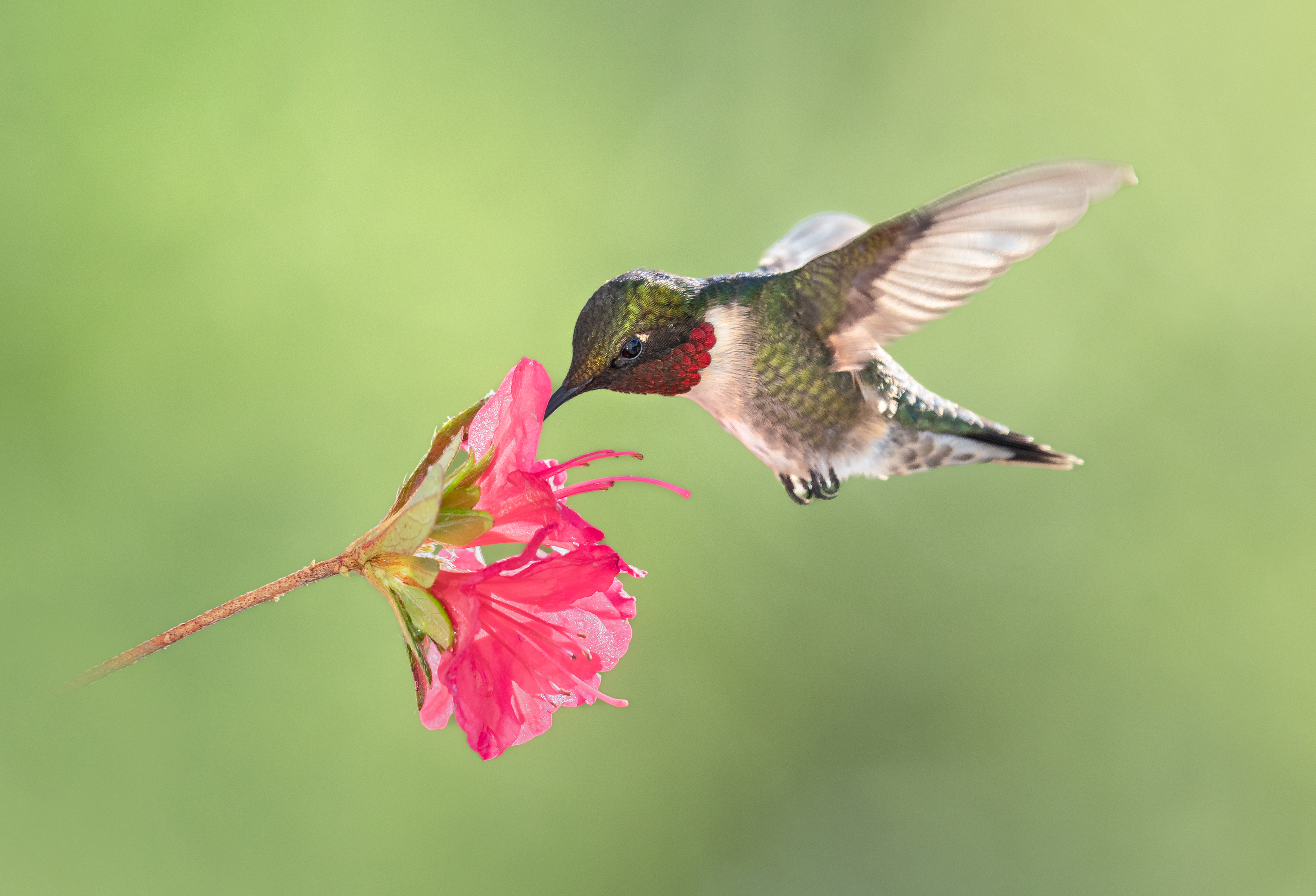 bird, humming, hummingbird, hummingbirds, hummer, rufous, nature, animals, wild, action, dynamic, Atul Saluja