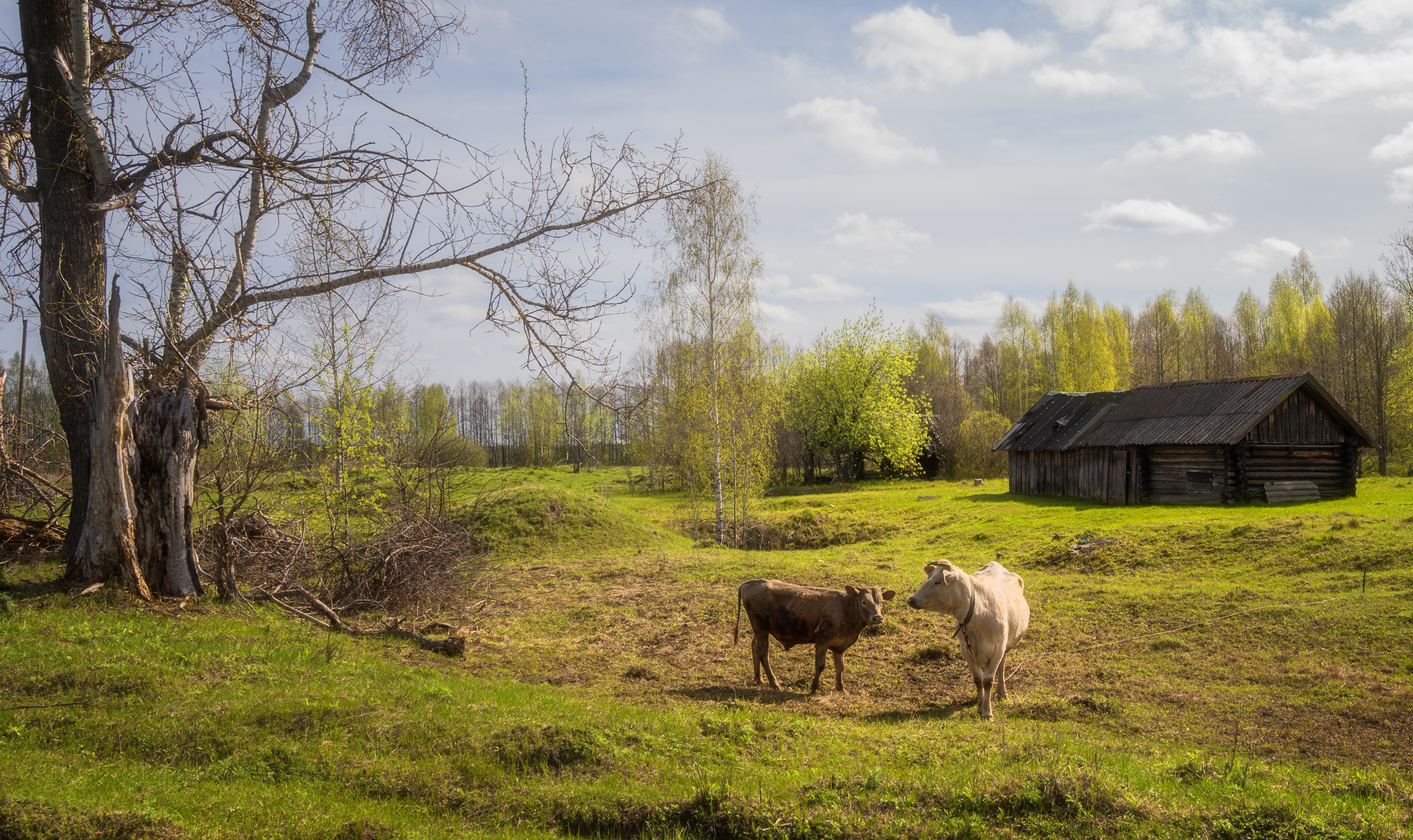 весна ферма, Колесов Андрей