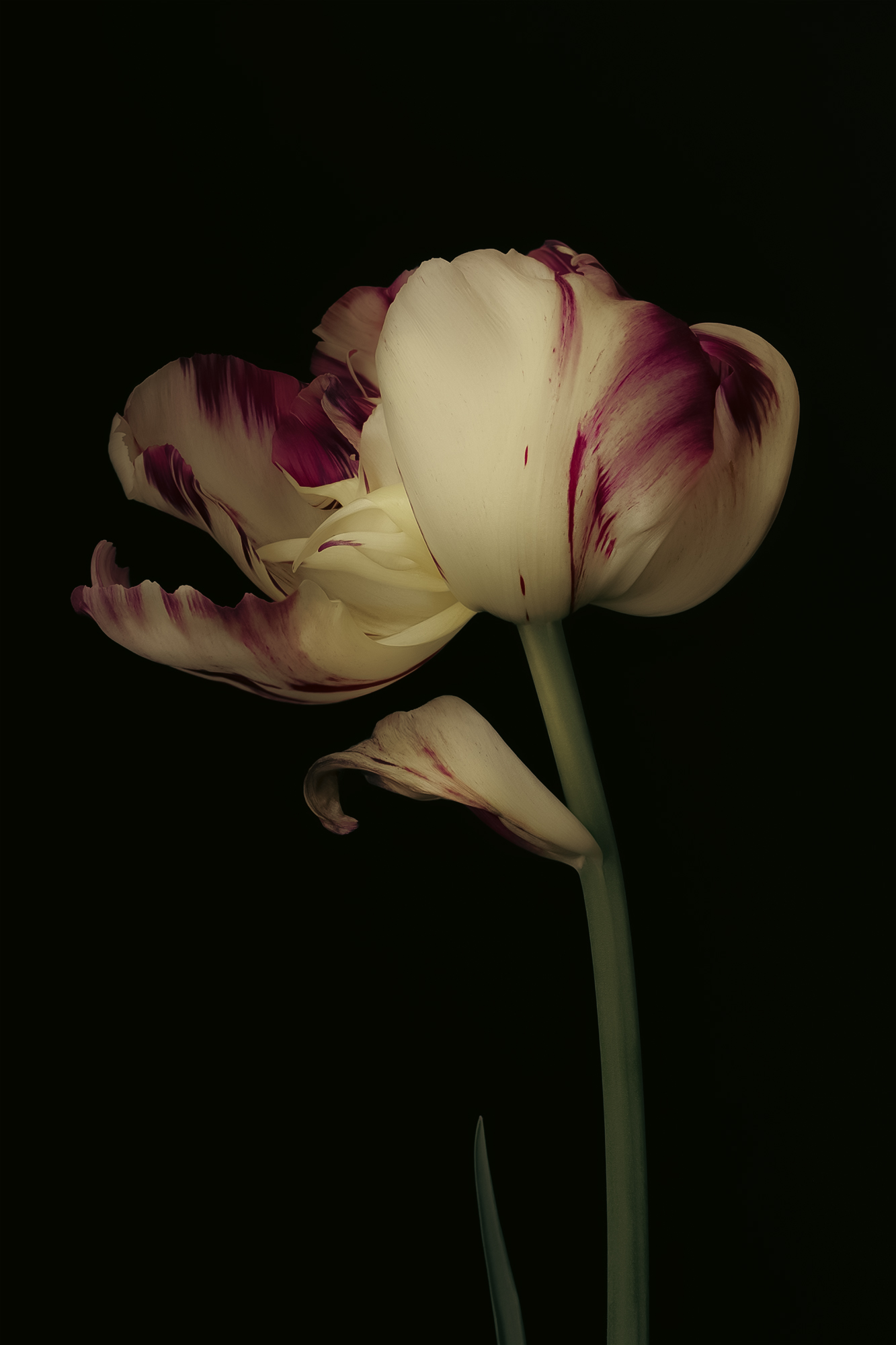 тюльпан цветы flower stilllife, G Eirene