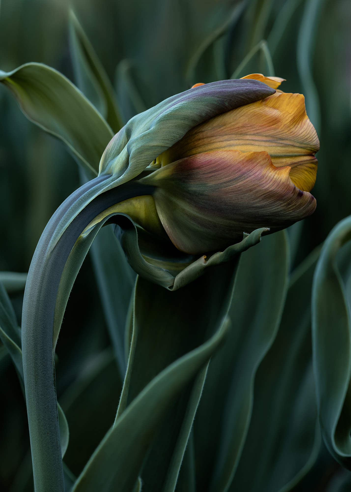 tulip,  flower, цветы, тюльпан, G Eirene